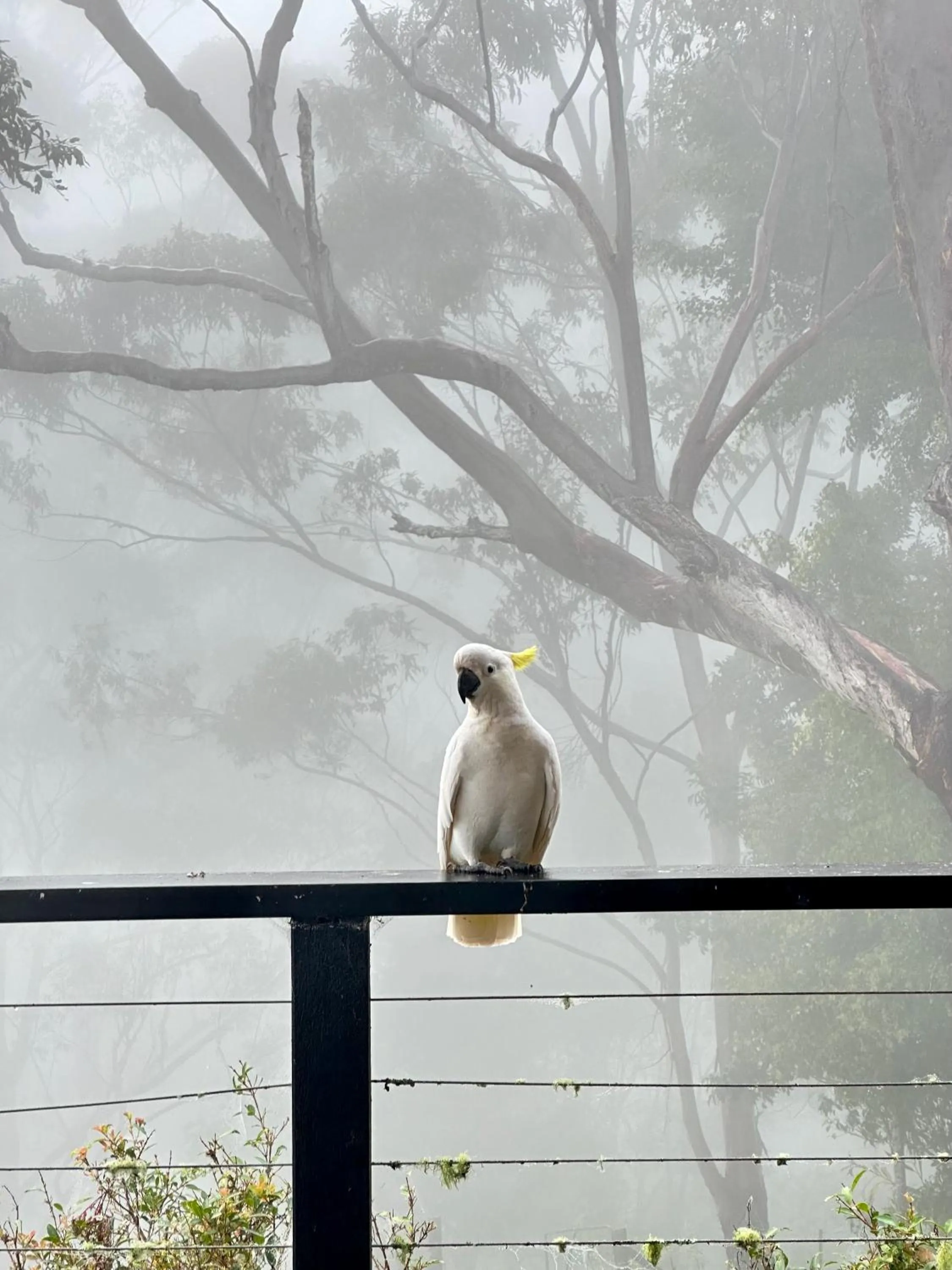 Animals in Whispering Valley Cottage Retreat