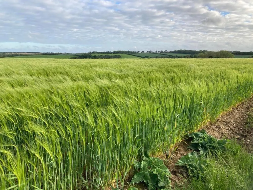 Natural landscape in Tresithick Vean Bed and Breakfast