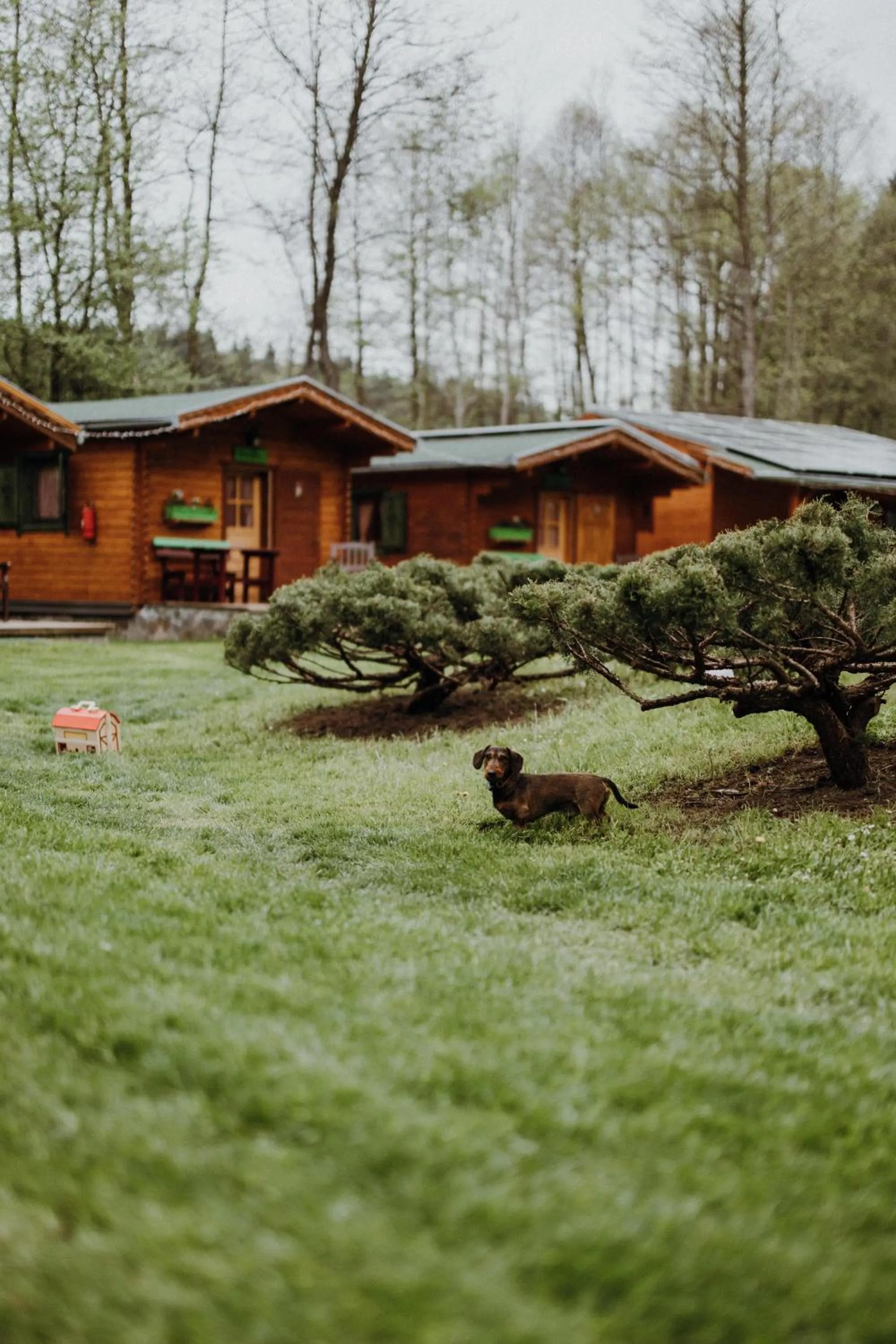 Animals in Vidra Park