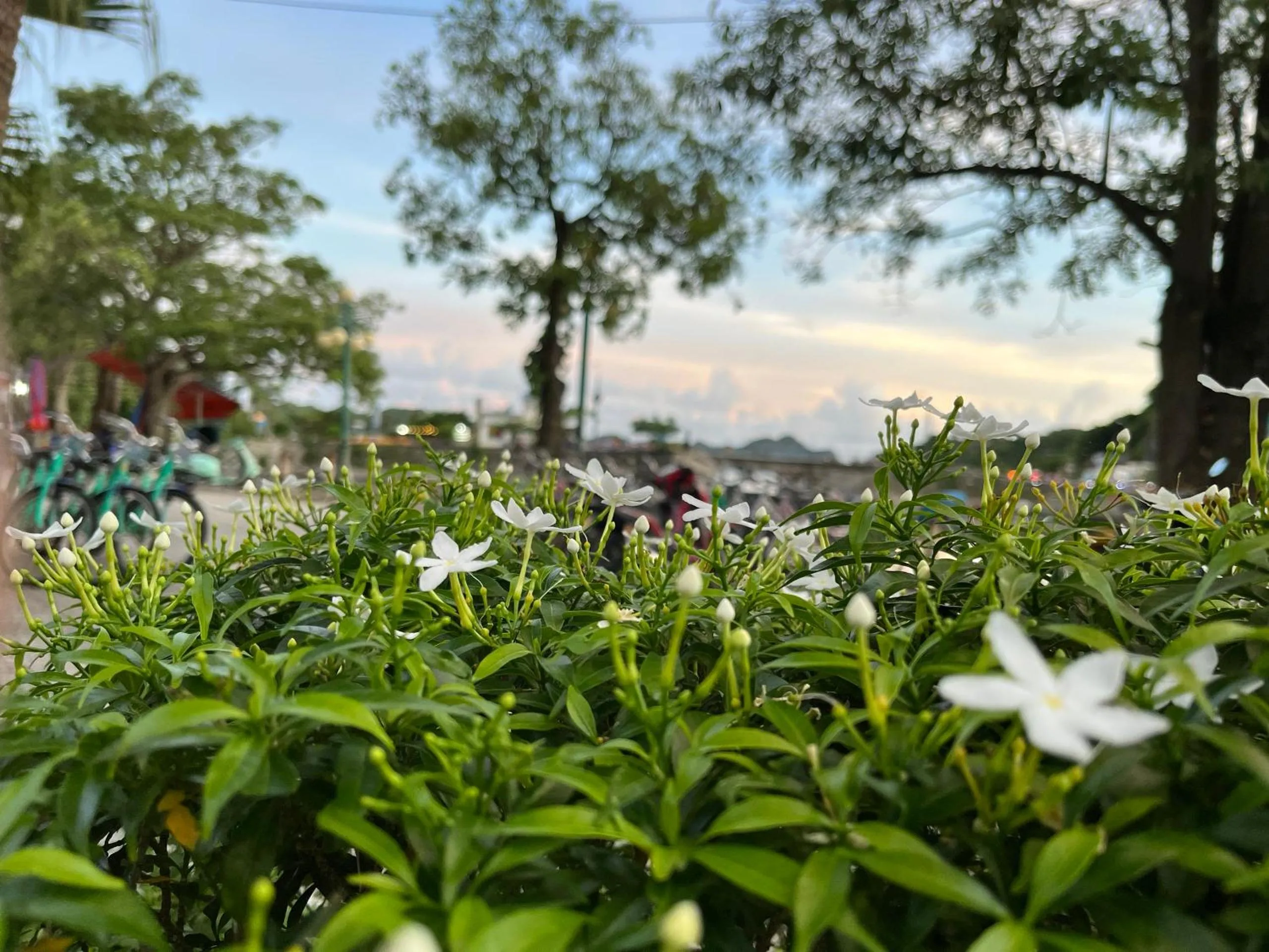 Natural landscape in CAT BA ROSALIA HOTEL
