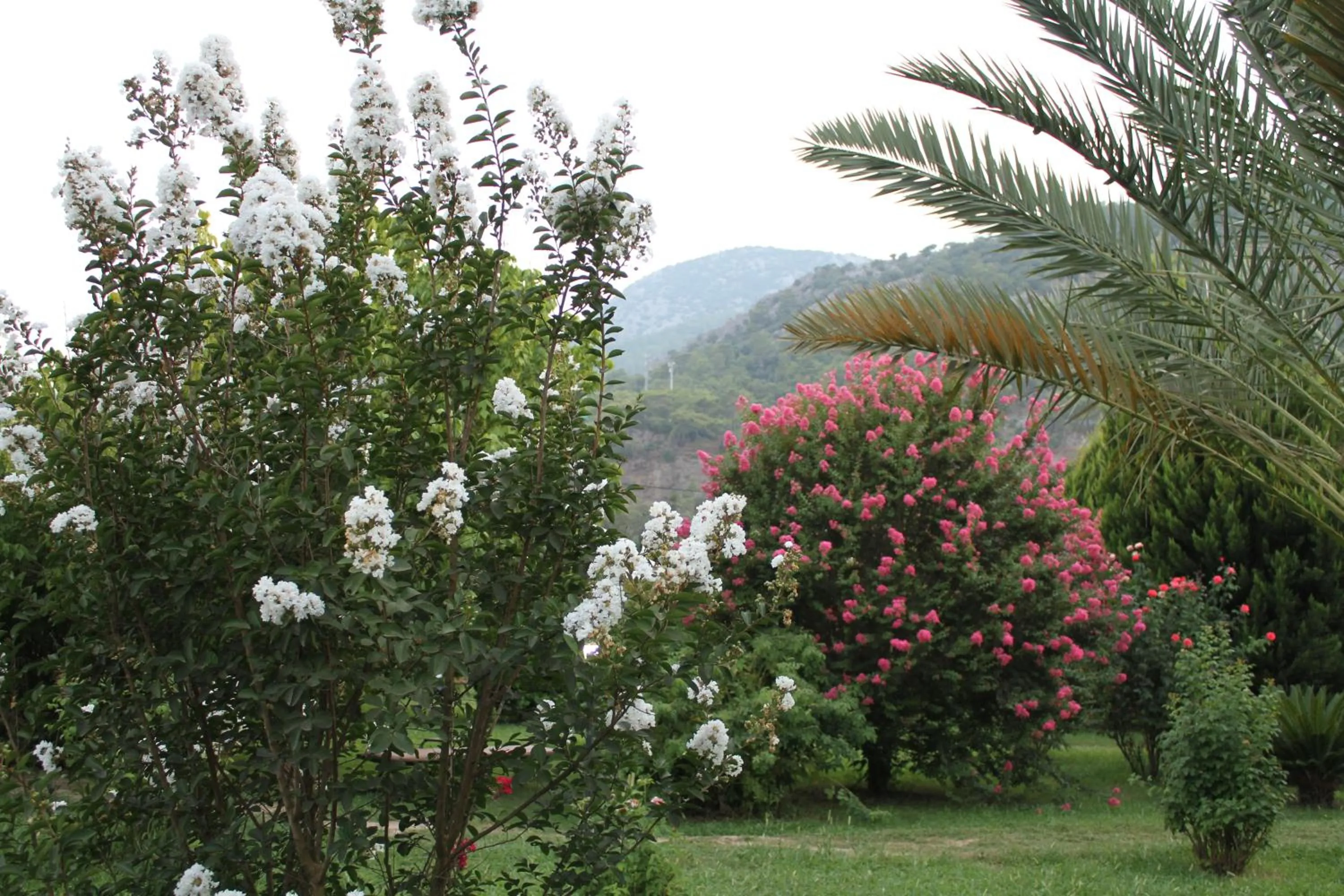 Garden in Hemerans Anatolia