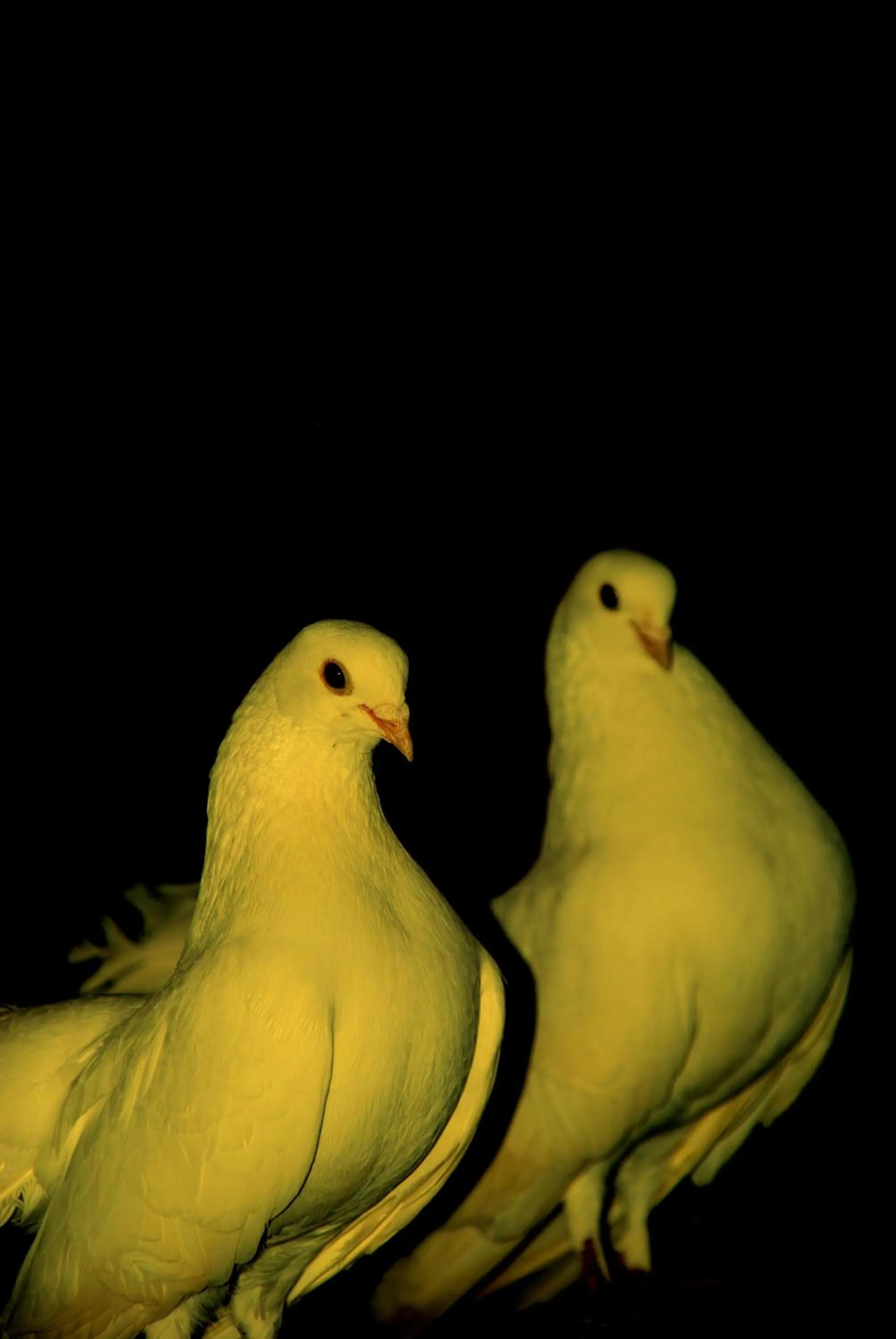 Pets in Hemerans Anatolia