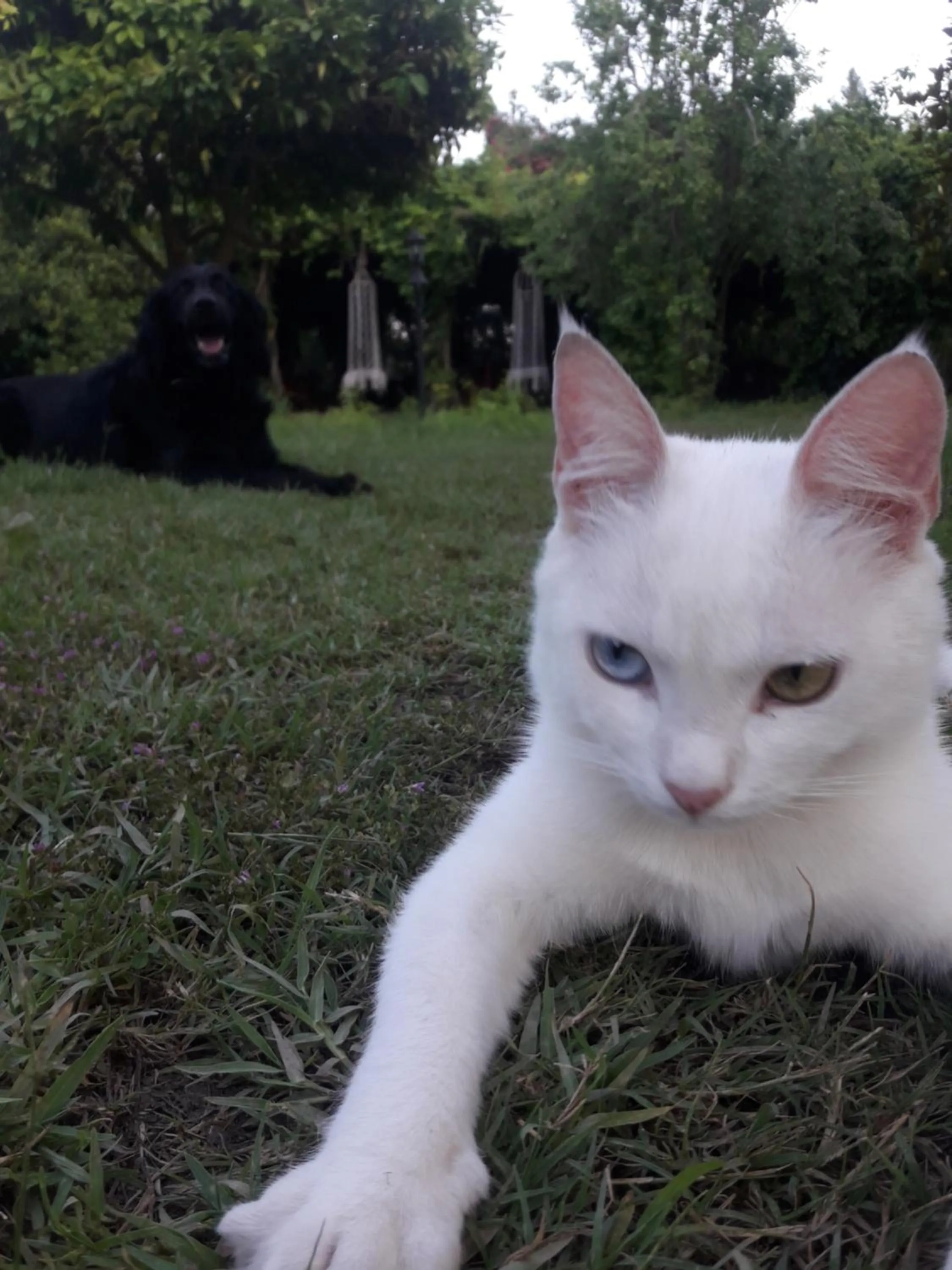 Pets in Hemerans Anatolia