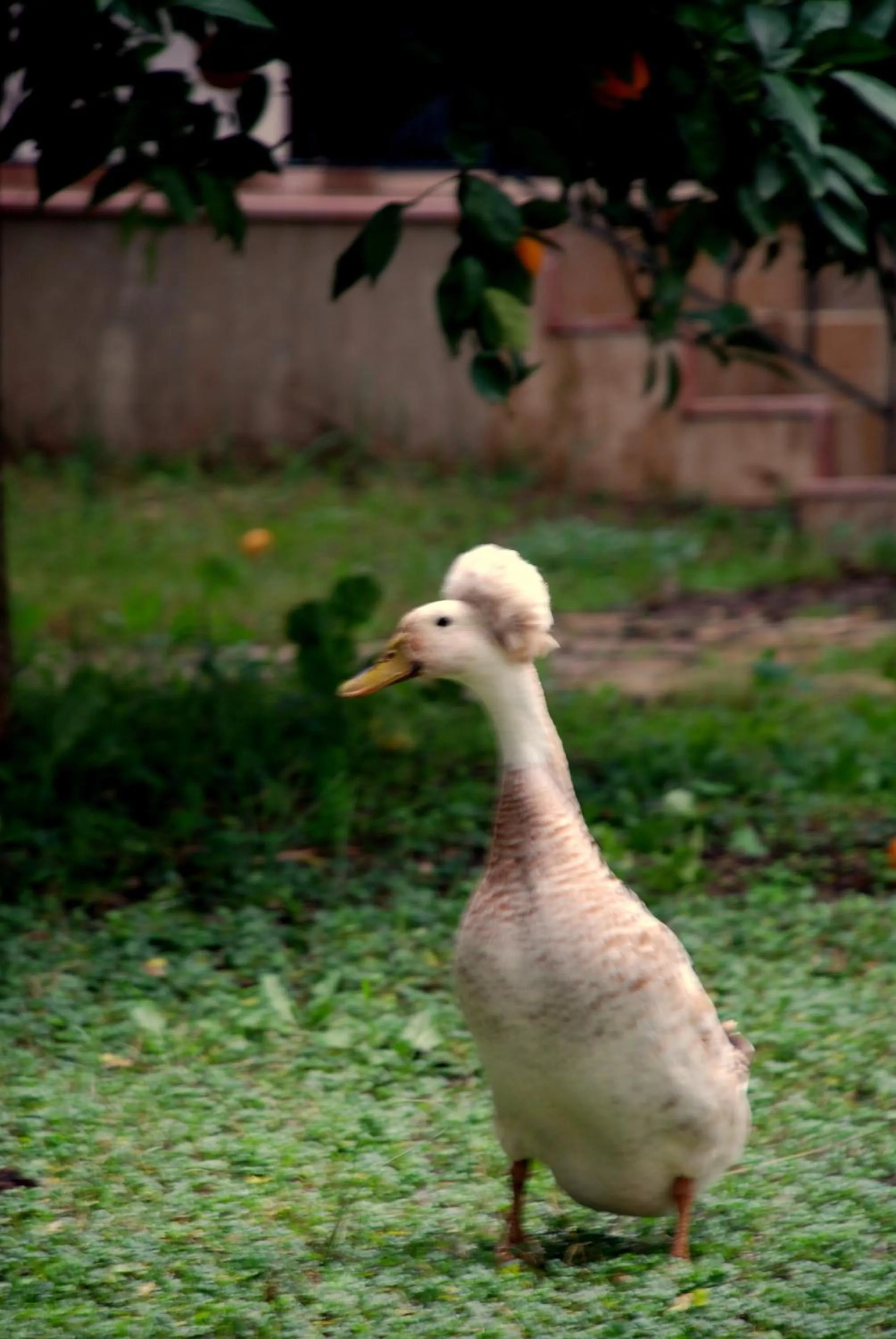 Pets in Hemerans Anatolia