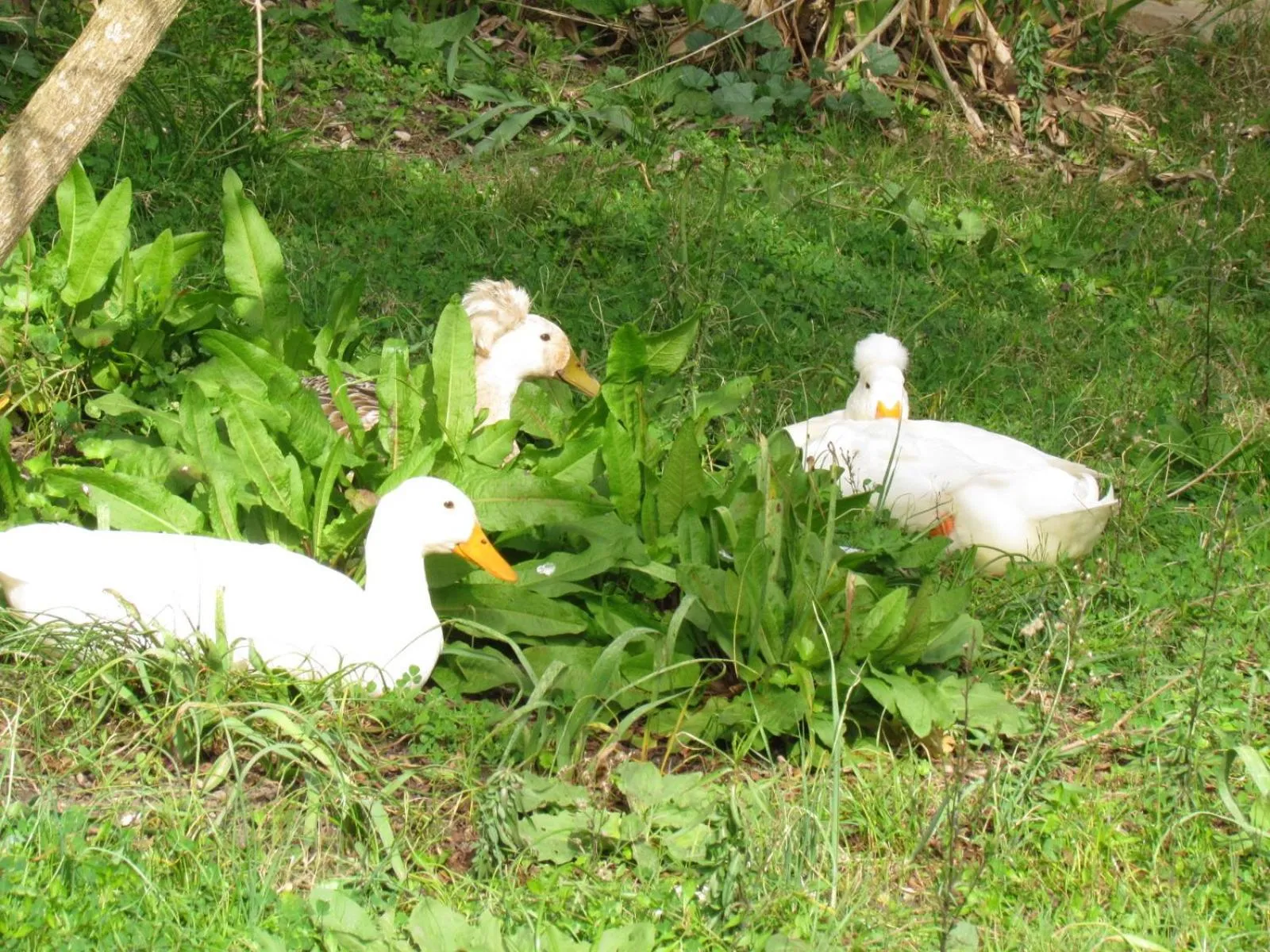 Pets in Hemerans Anatolia
