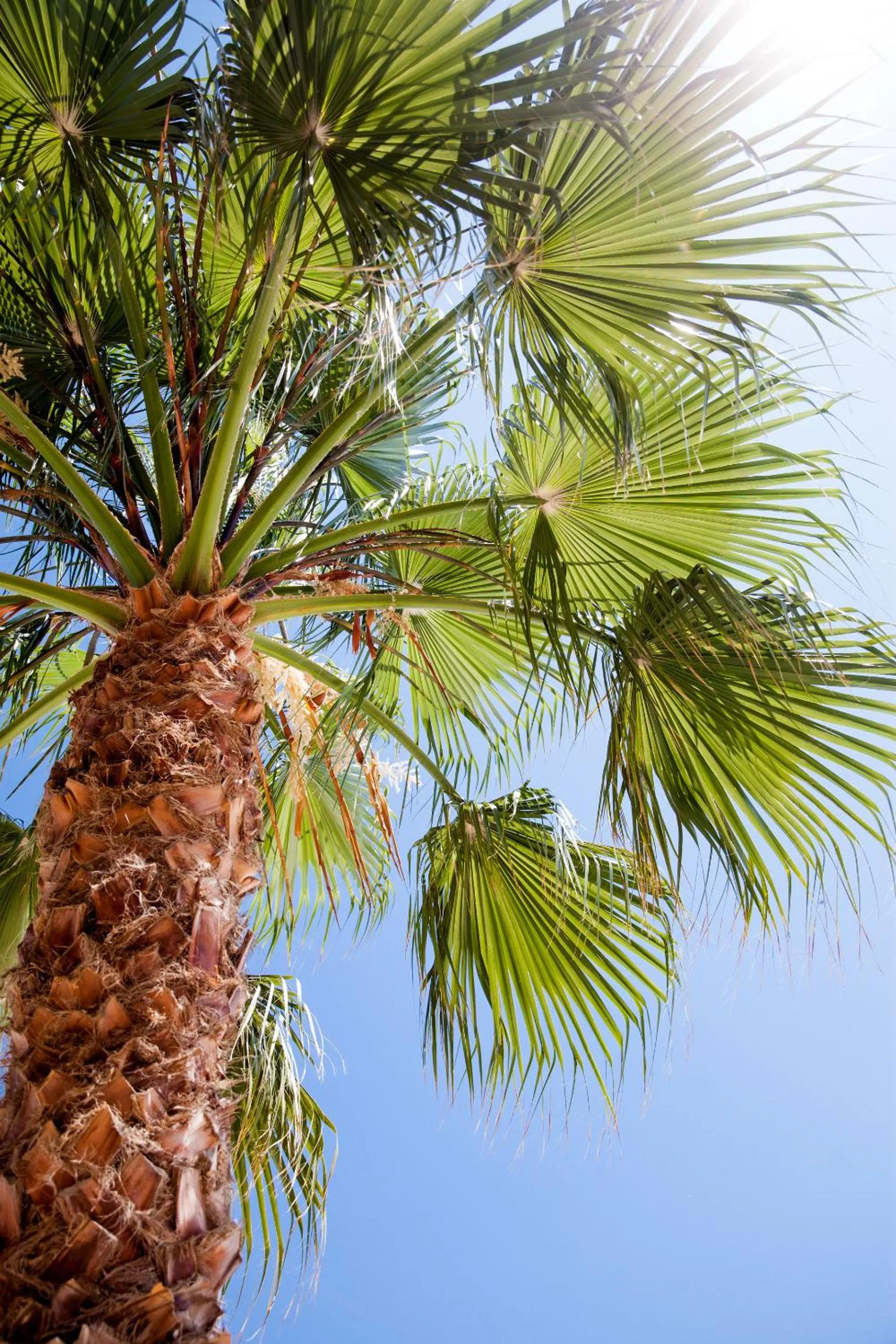 Spring in Hotel Golfo e Palme