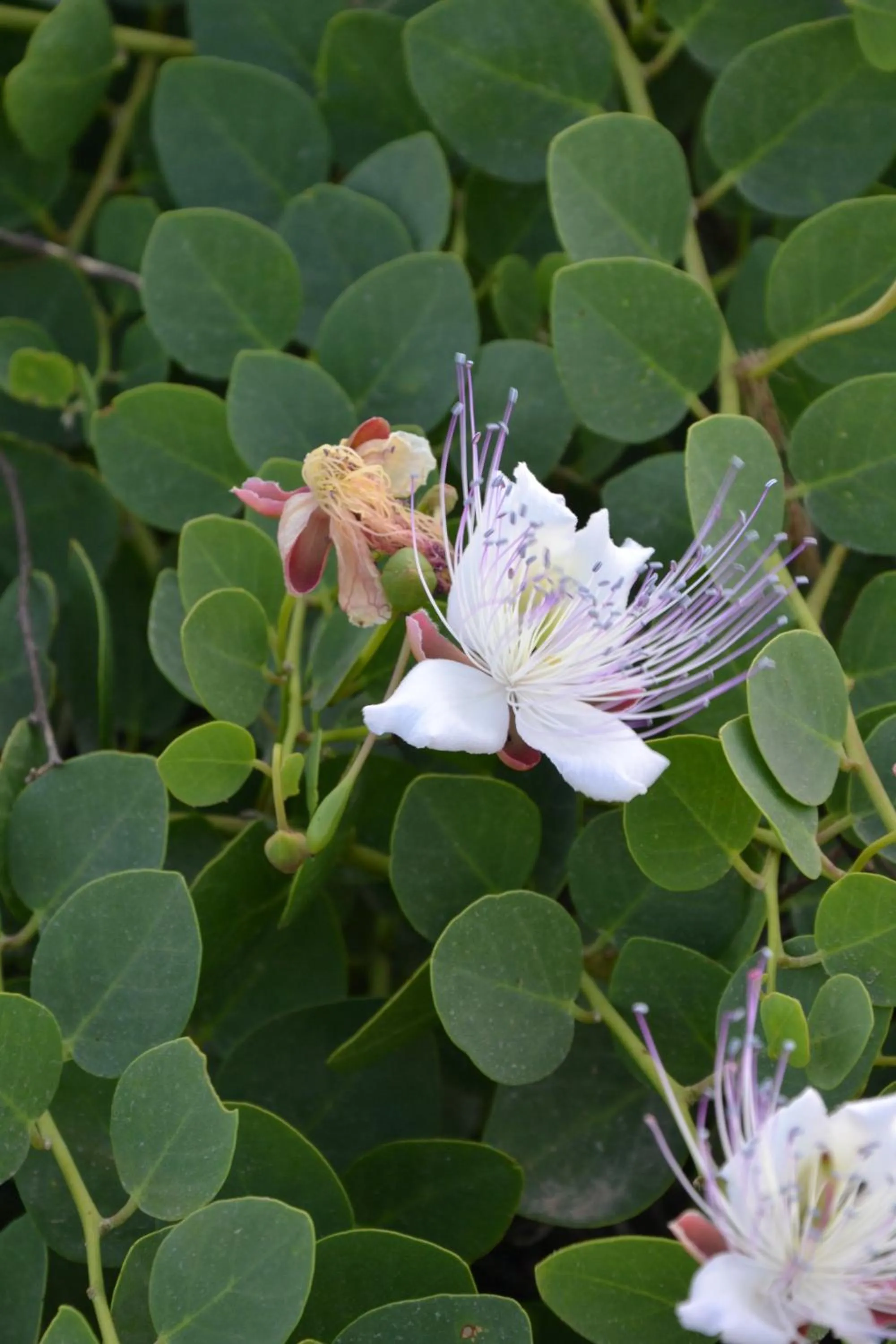 Other in Hotel Il Portico