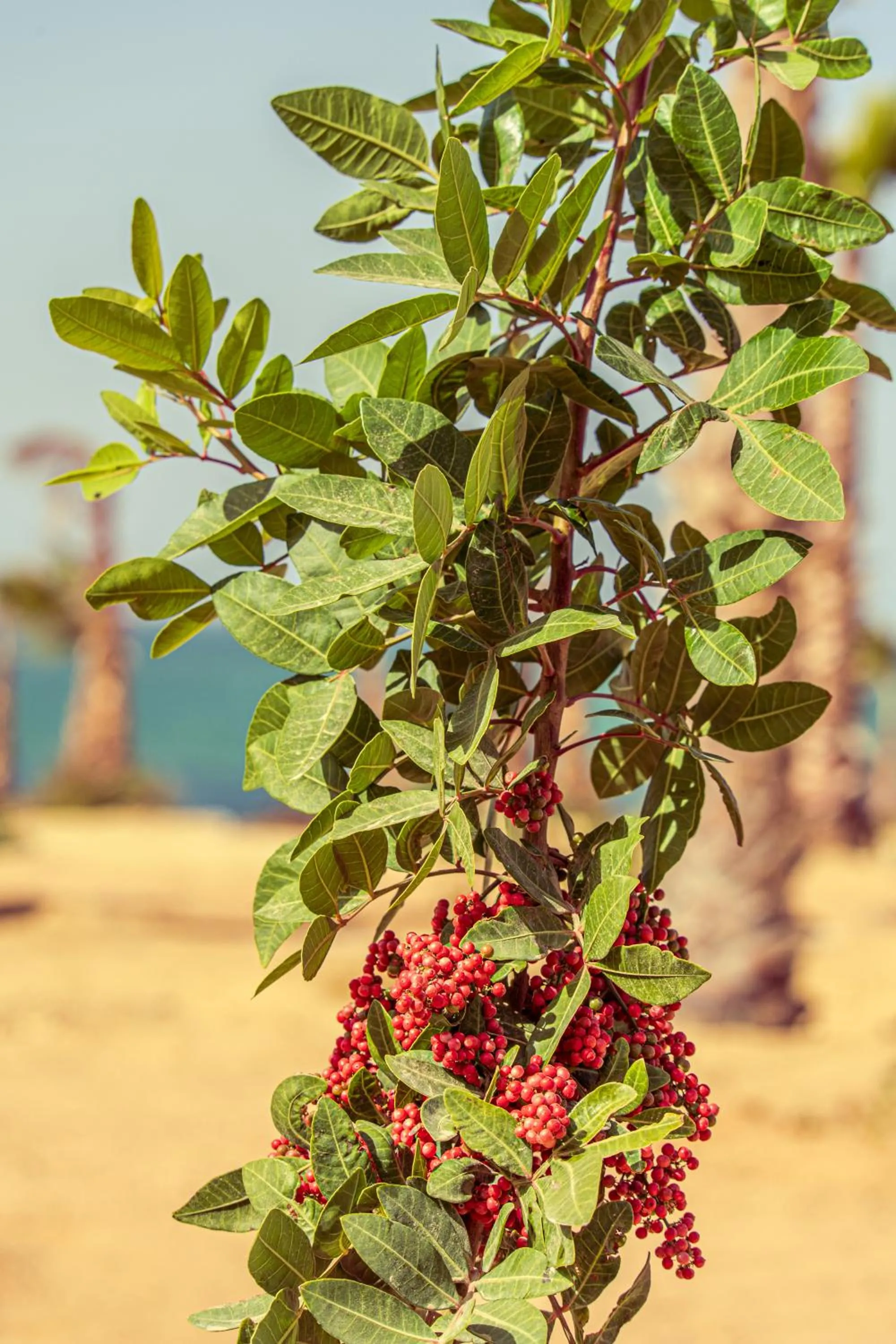 Garden in Oasis212 Dakhla