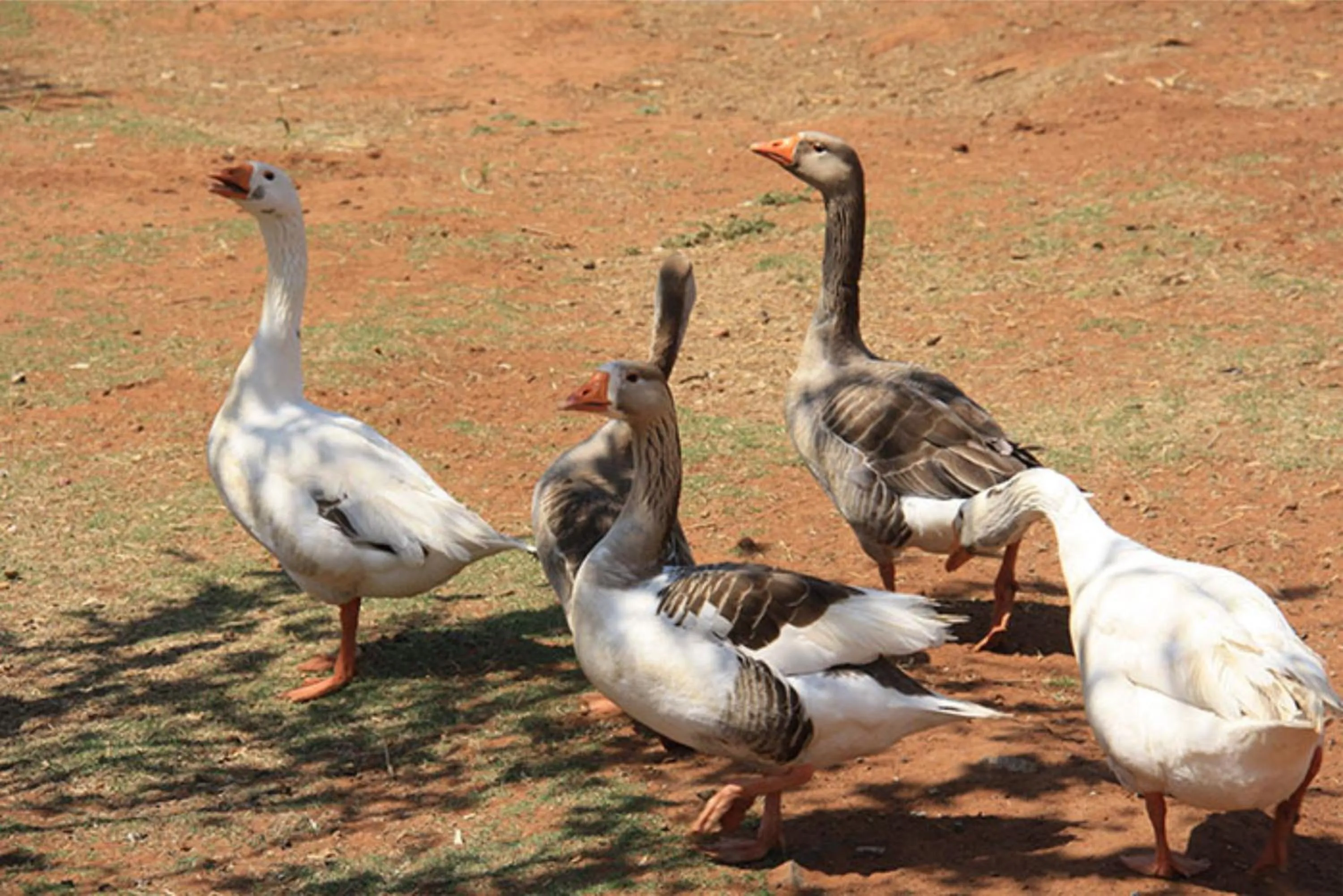 Animals in De Stallen Guest Villas and Golf Course