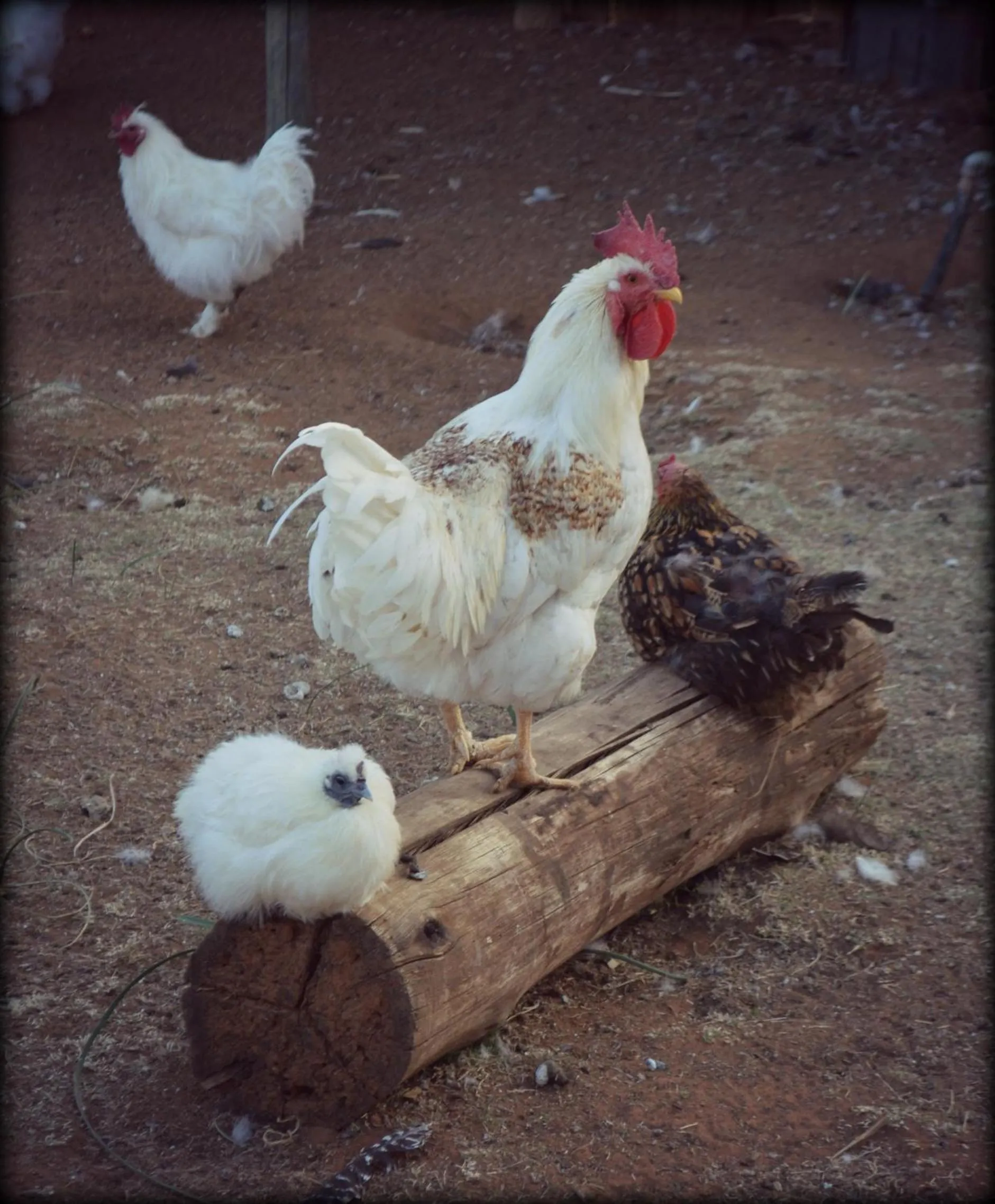 Animals in De Stallen Guest Villas and Golf Course