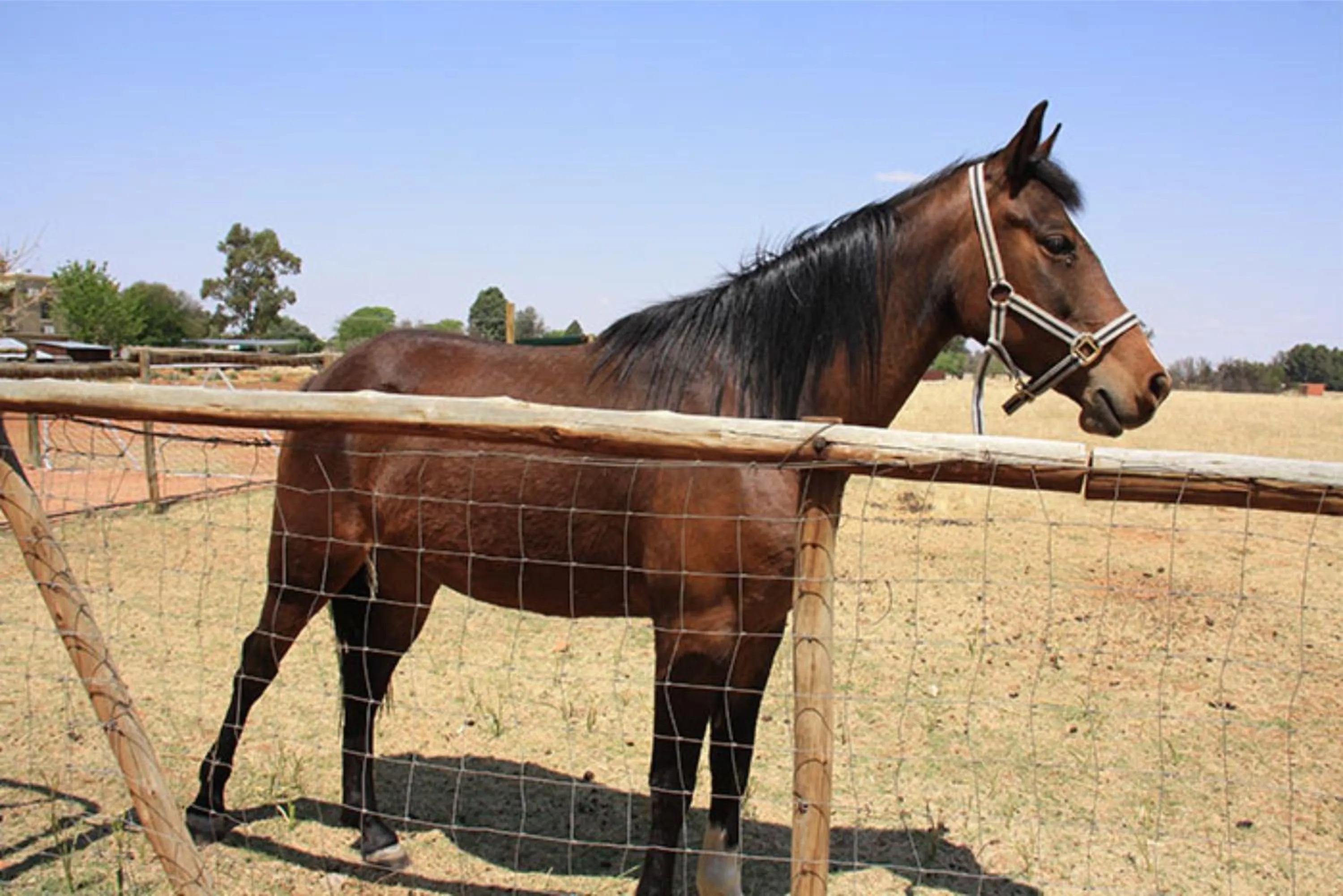 Horse-riding in De Stallen Guest Villas and Golf Course
