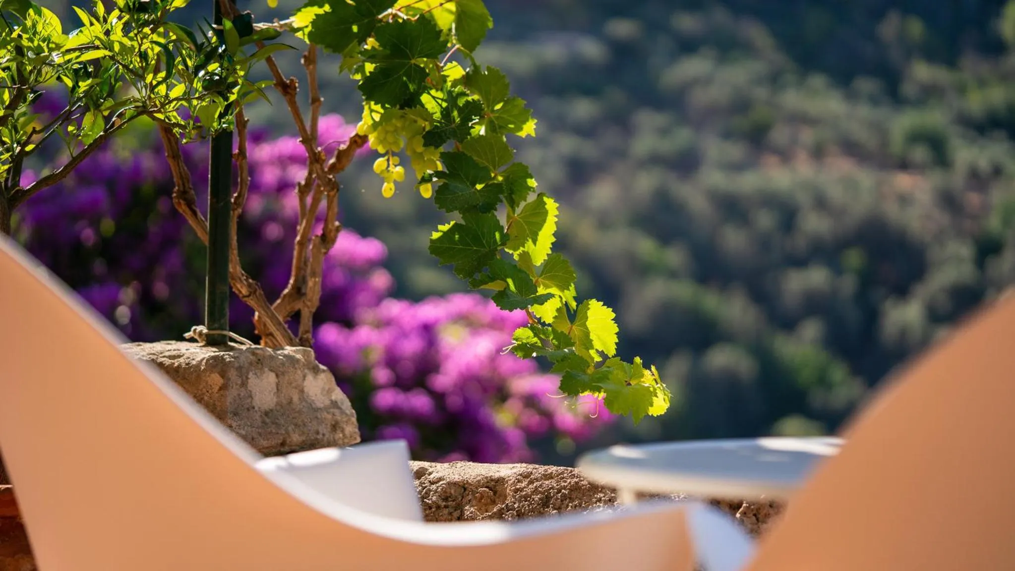 Natural landscape in Hotel Can Verdera