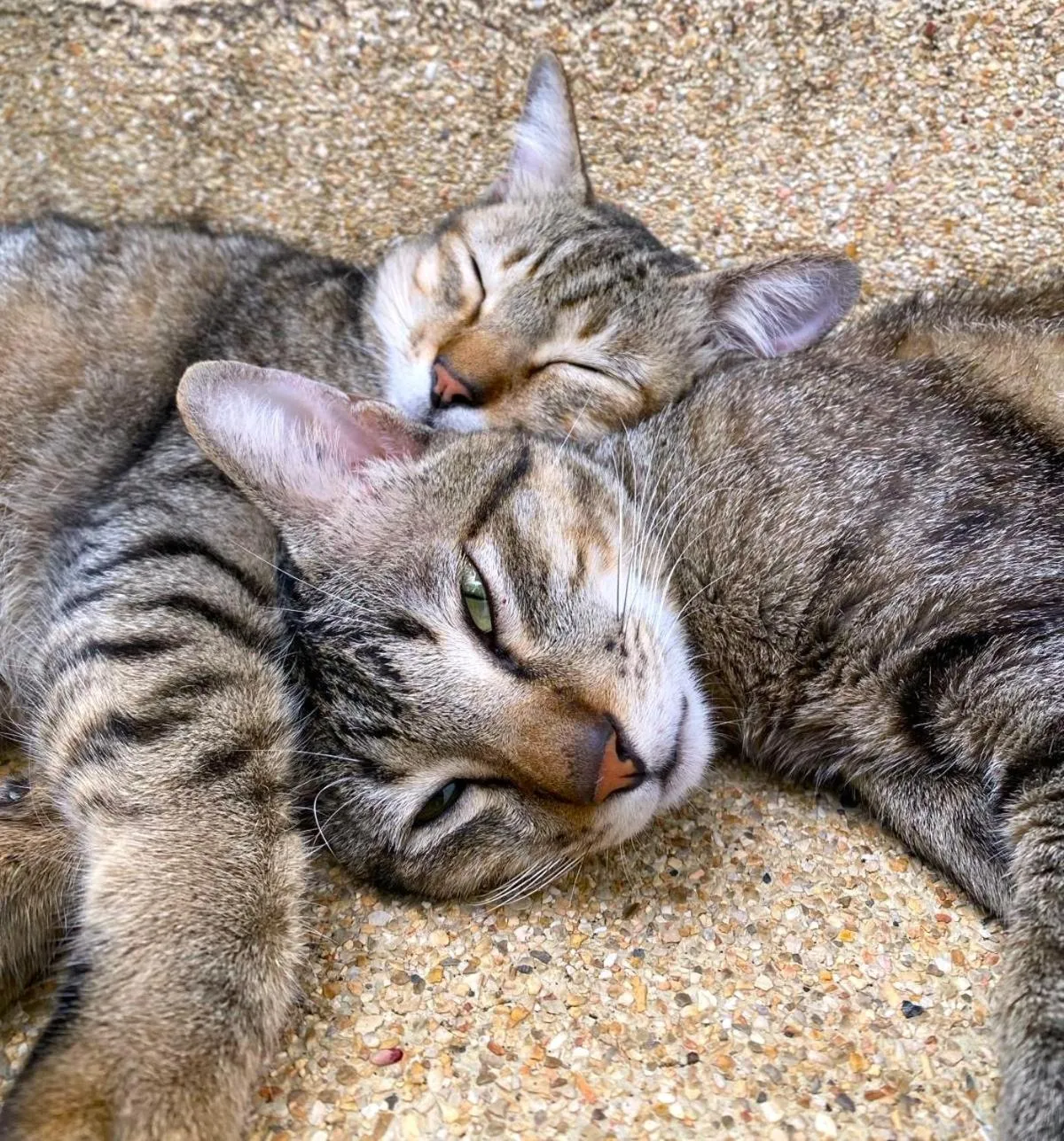 Pets in OASIS VILLA Karon Beach