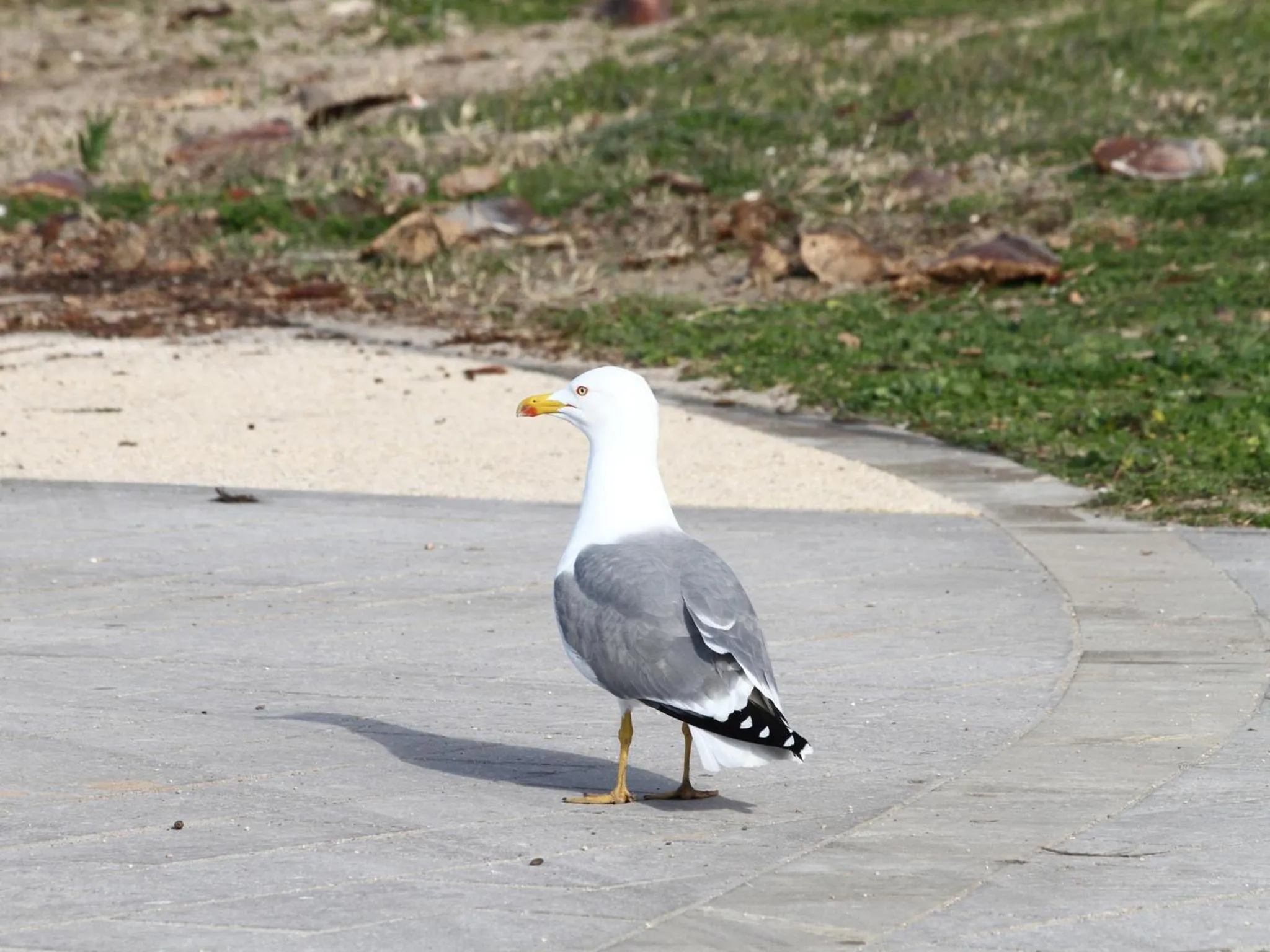 Other in Hotel Del Corso