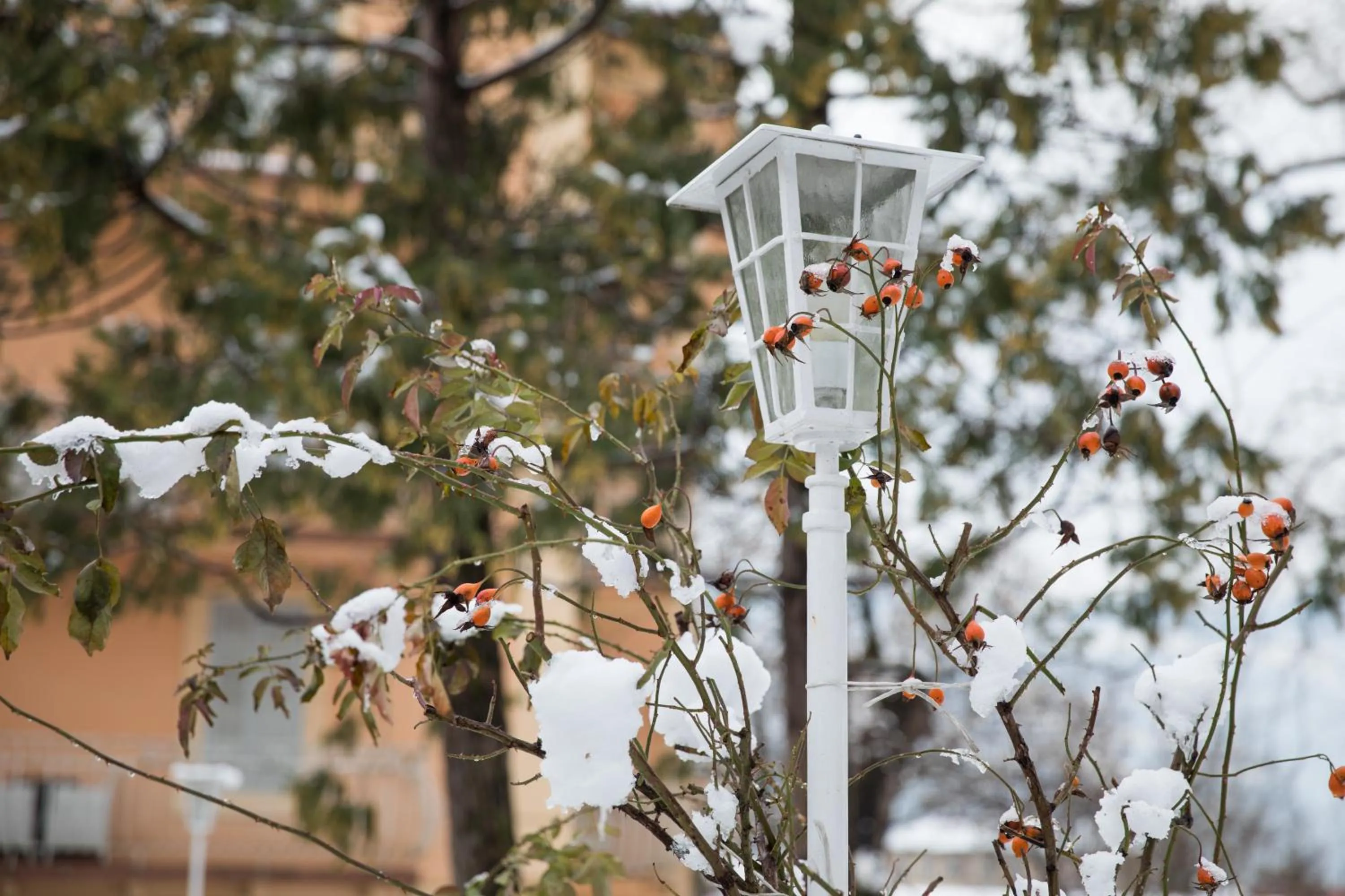 Winter in Hotel Elephant