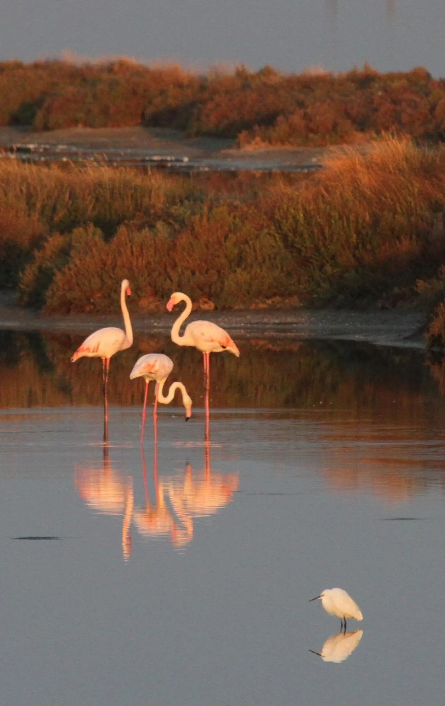 Animals in Isola di Albarella Golf Hotel