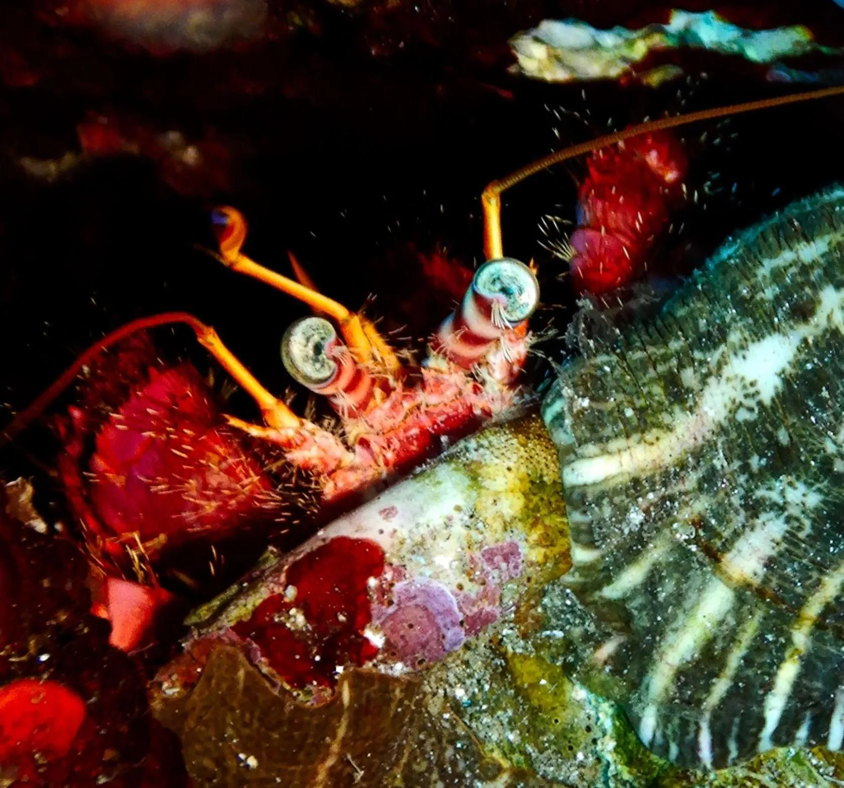 Snorkeling in Hotel L'Aragosta