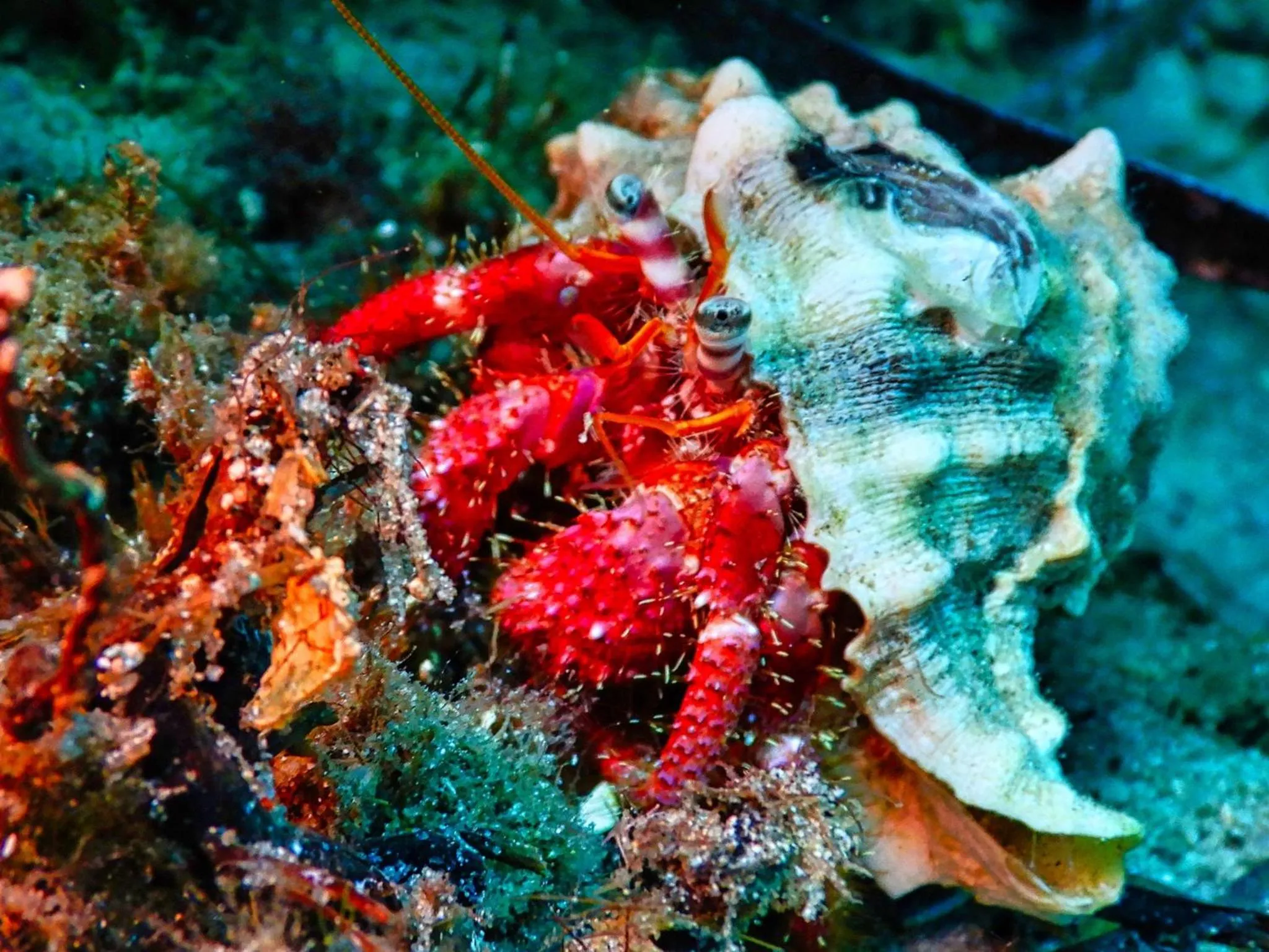 Natural landscape in Hotel L'Aragosta