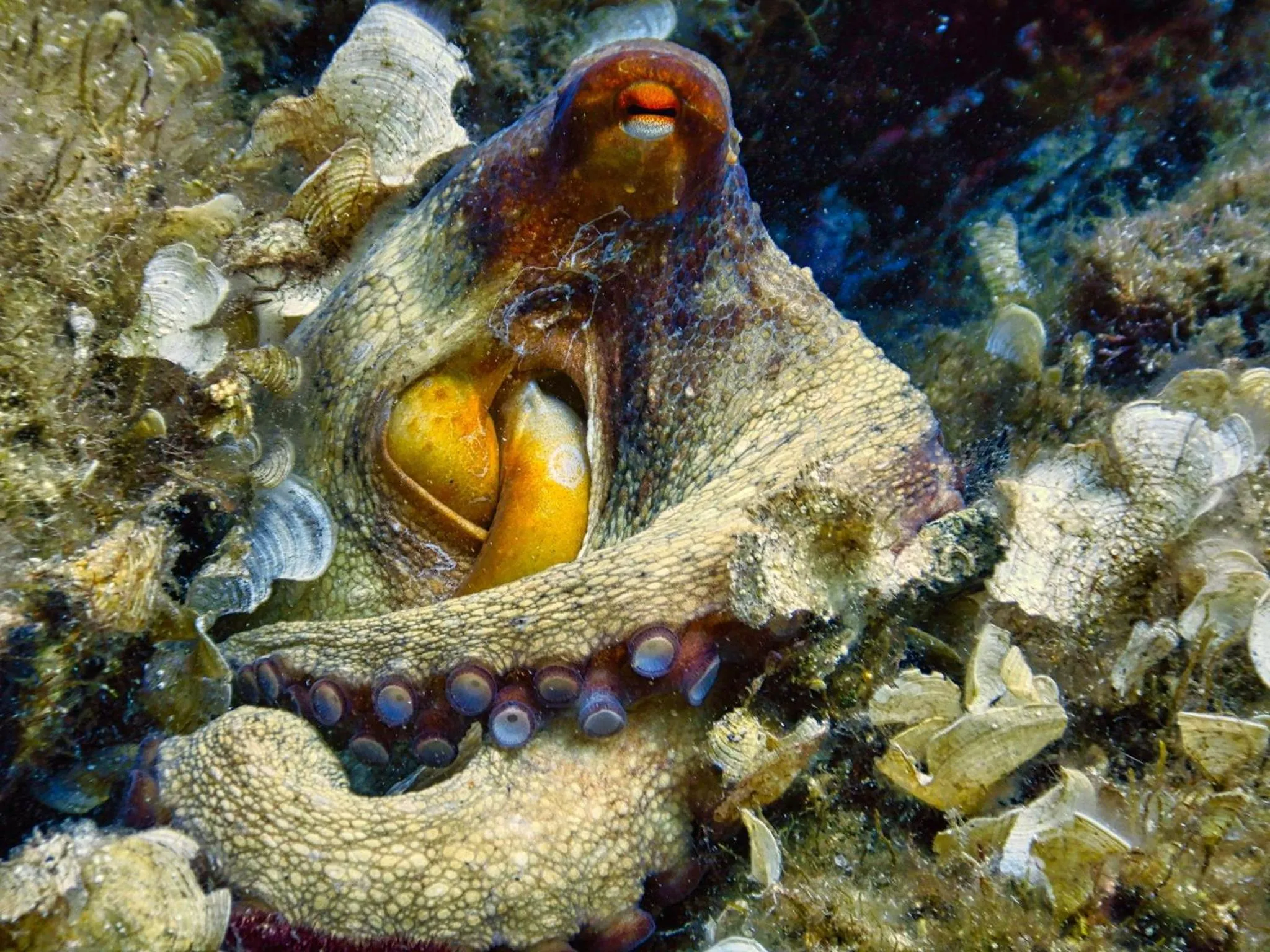 Natural landscape in Hotel L'Aragosta