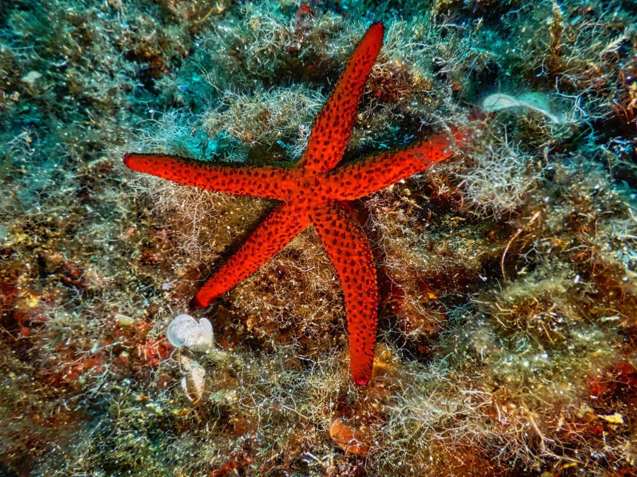 Natural landscape in Hotel L'Aragosta