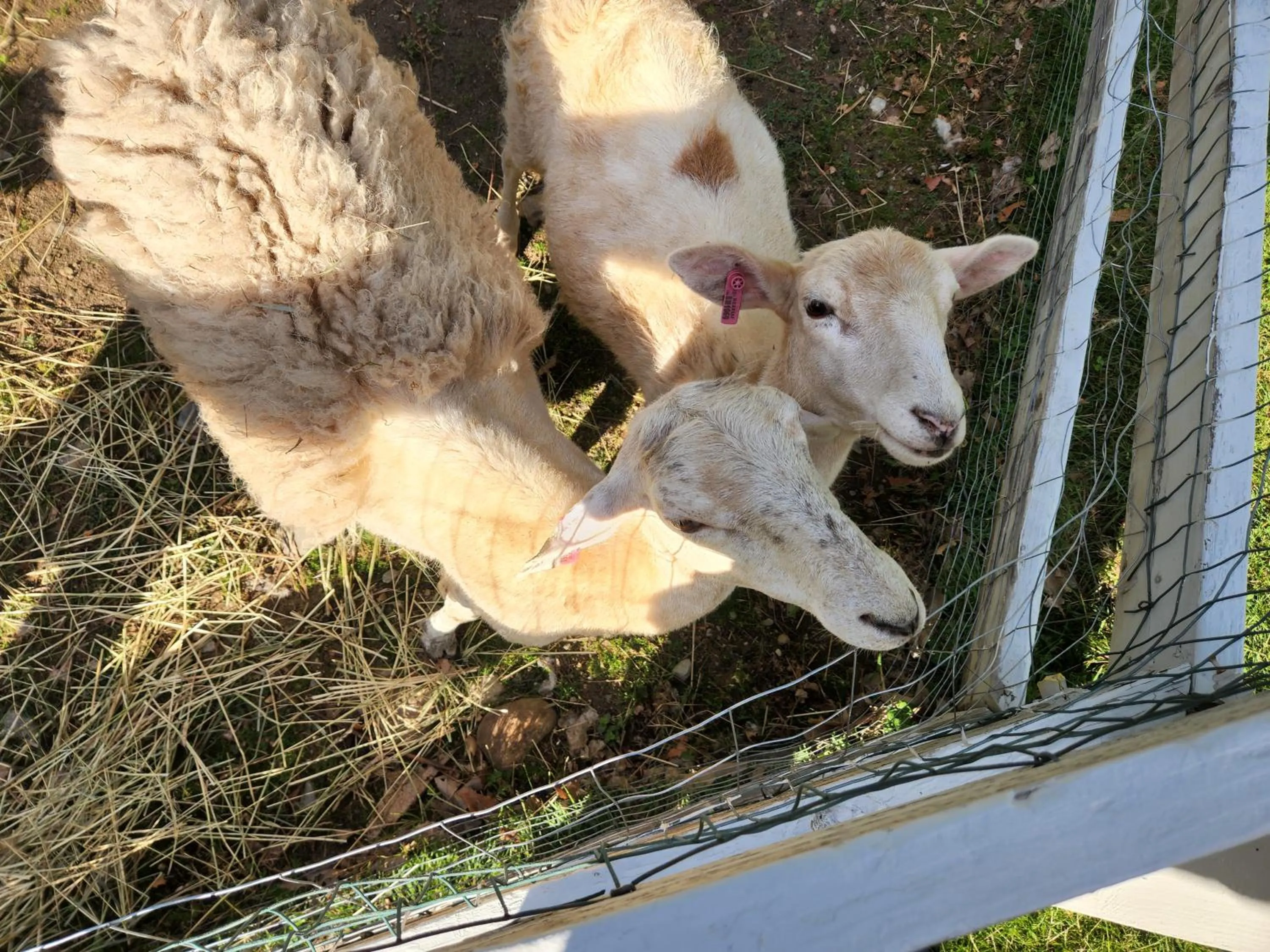 Animals in White Mountains Getaway with amazing views!