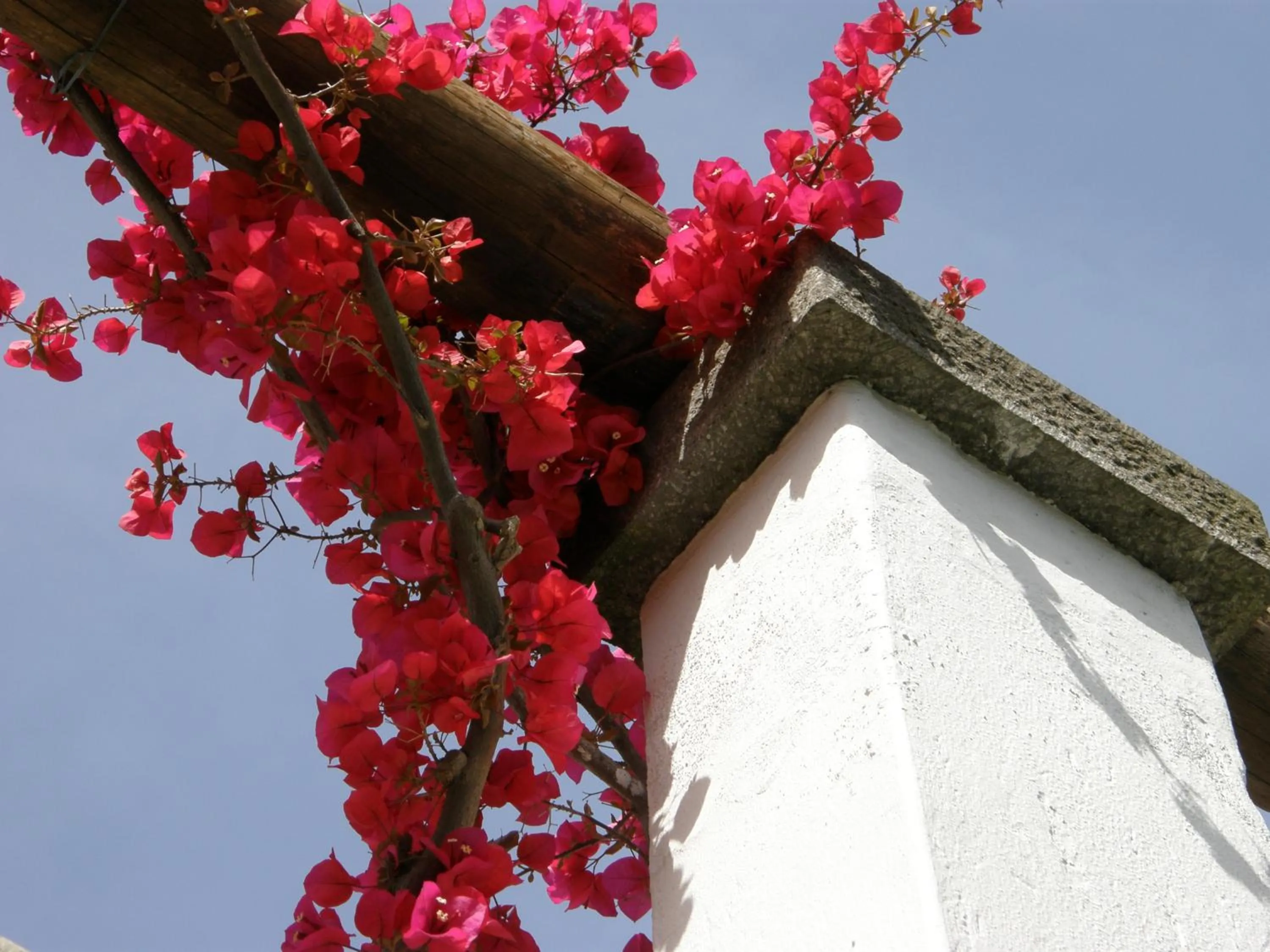 Natural landscape in Hotel Villa Angelica