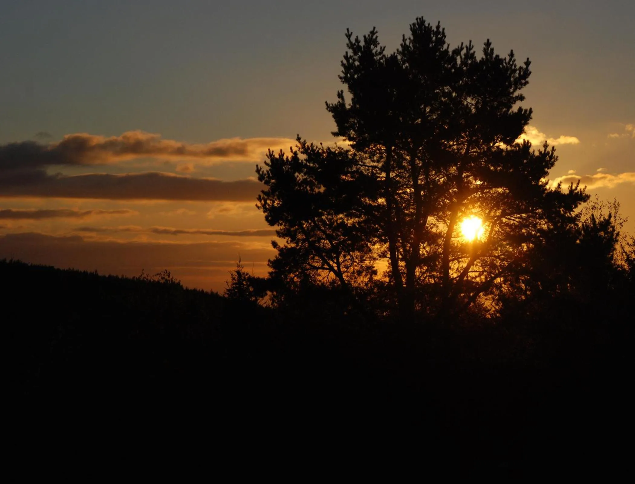 Natural landscape in Cottage 1956 - Maison d'hôtes