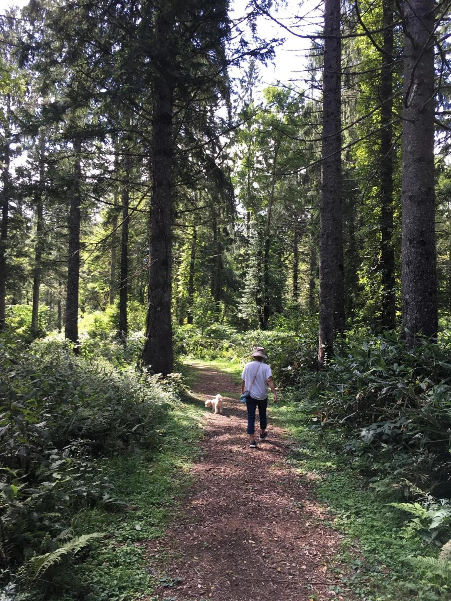 Myoko Woodland Lodge