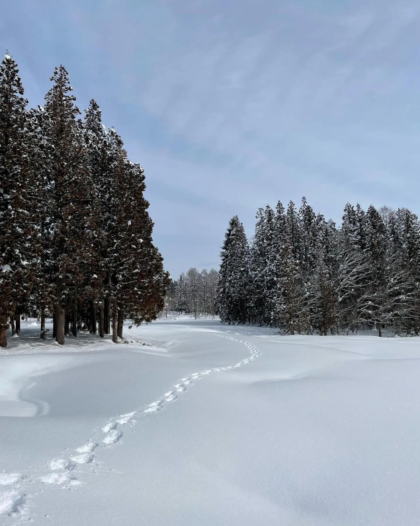 Myoko Woodland Lodge
