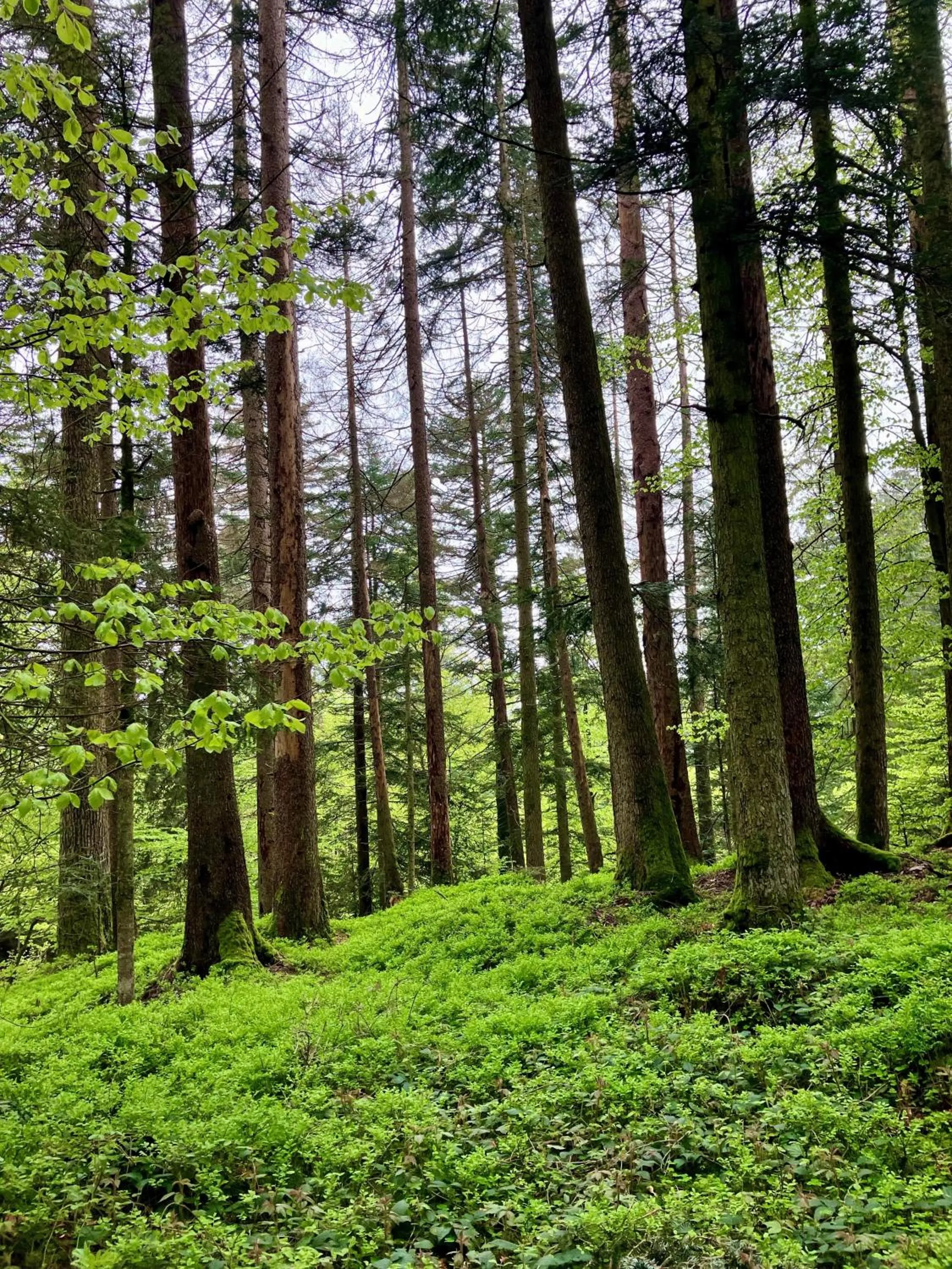Hiking in Kurhaus Heiligkreuz