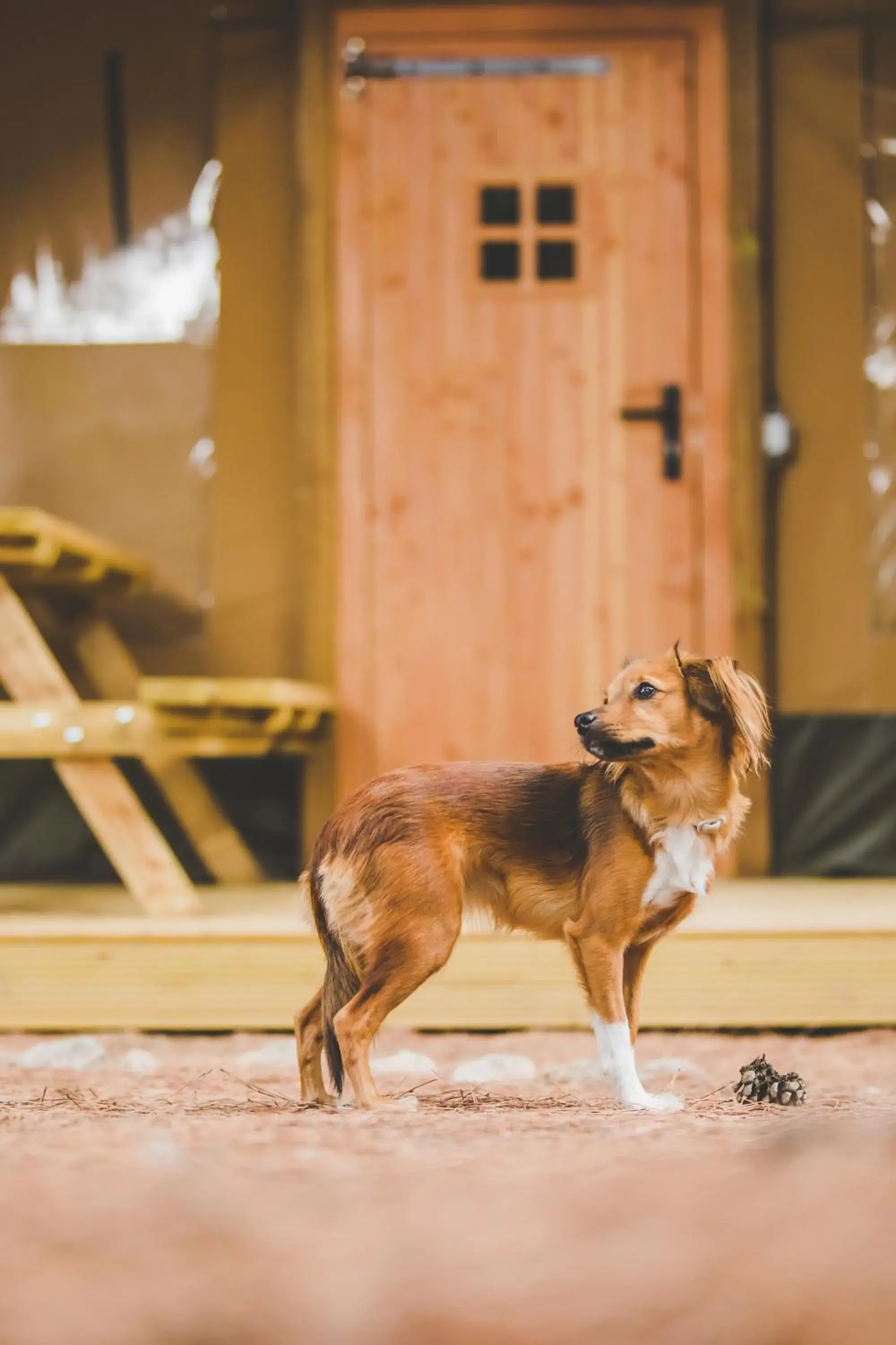 Safari Tent 1 (With private bathroom) in TAIGA Conil Safari Tent 1 (With private bathroom) in TAIGA Conil