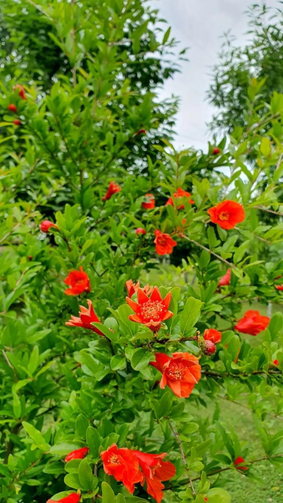 Spring in Guest House Ijevan's Garden