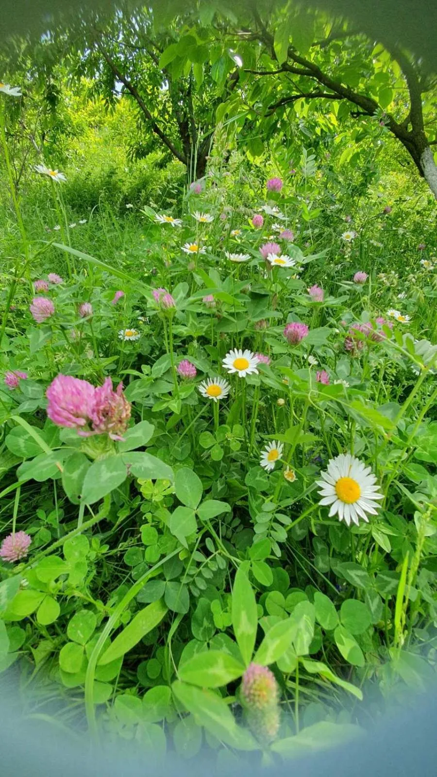 Spring in Guest House Ijevan's Garden