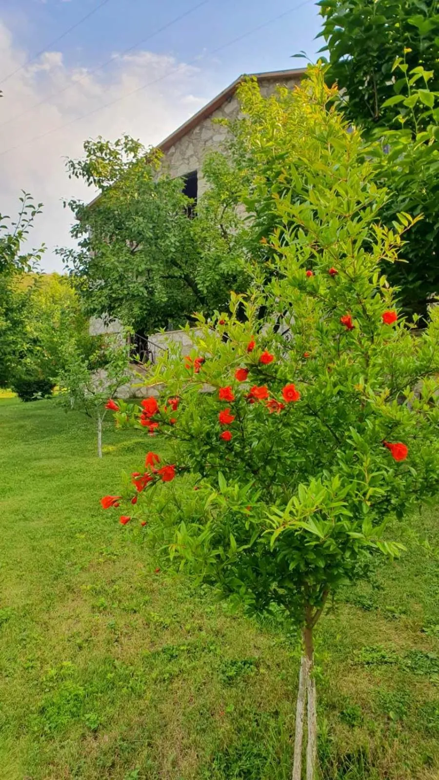Spring in Guest House Ijevan's Garden