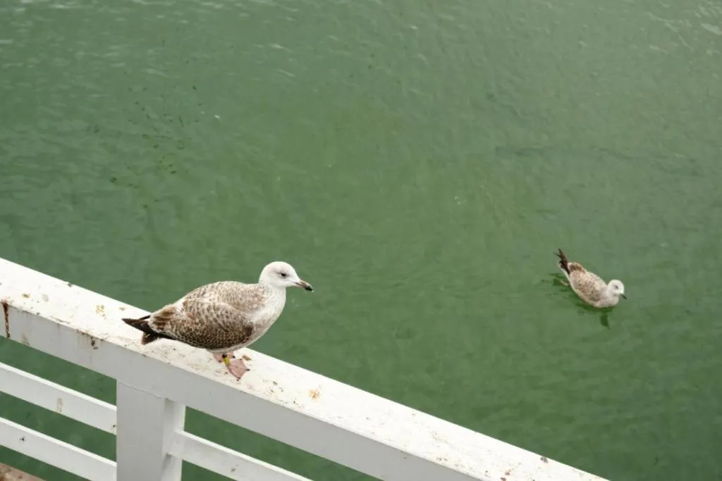 Day in Willa Albatros Happy Hours