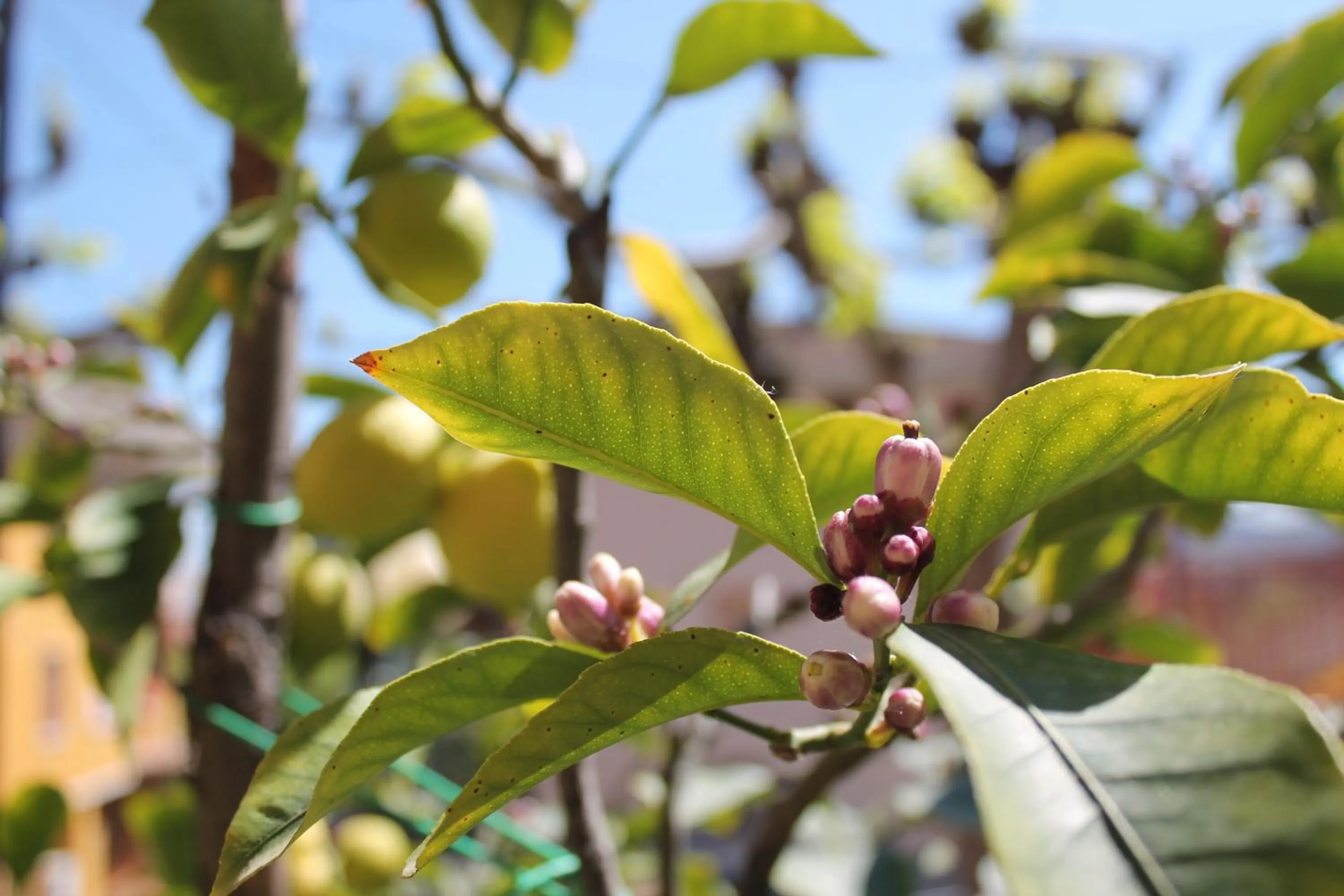 Garden in Santa Caterina Hotel & Bike