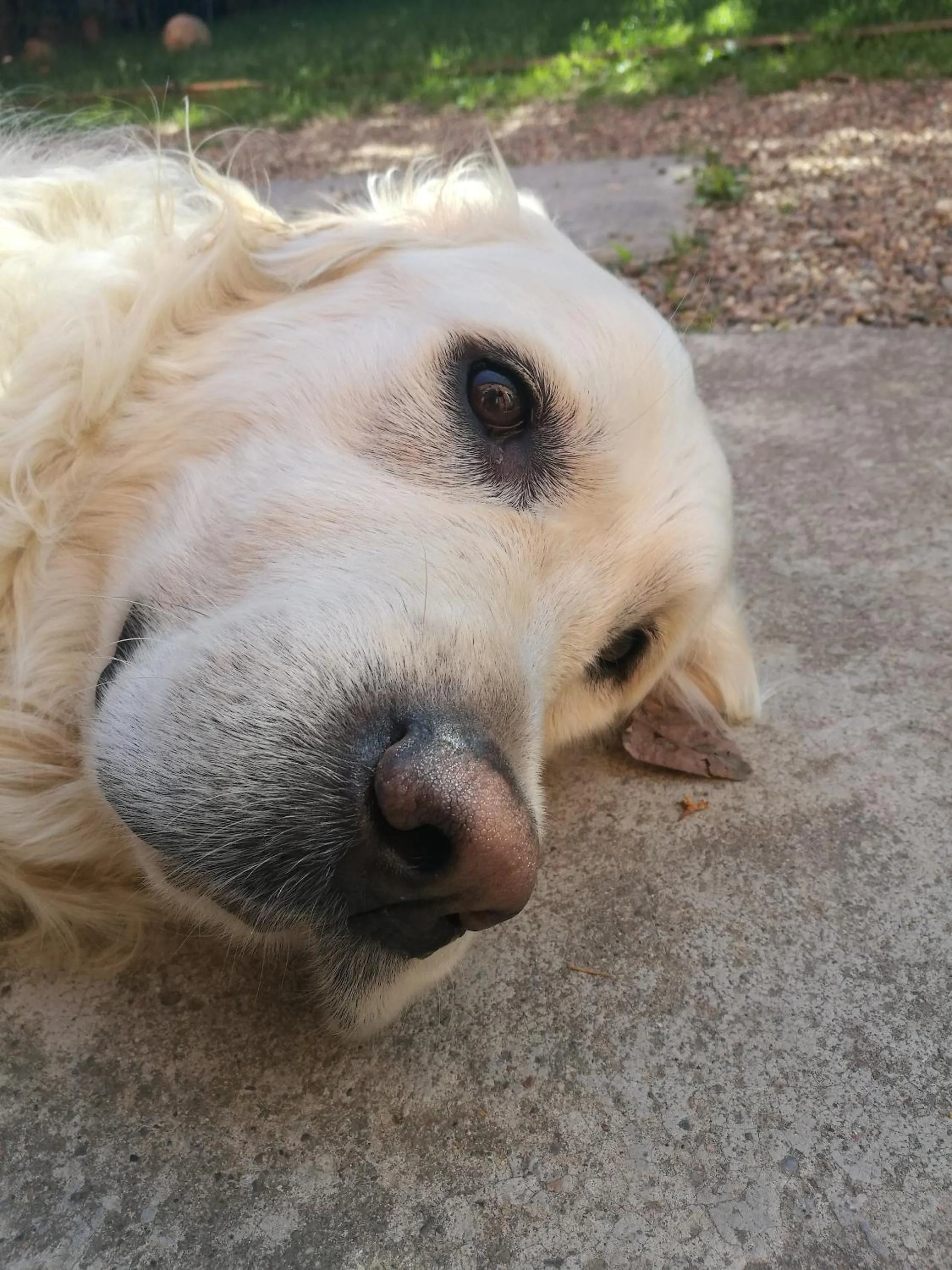 Pets in Il Pettirosso B&B