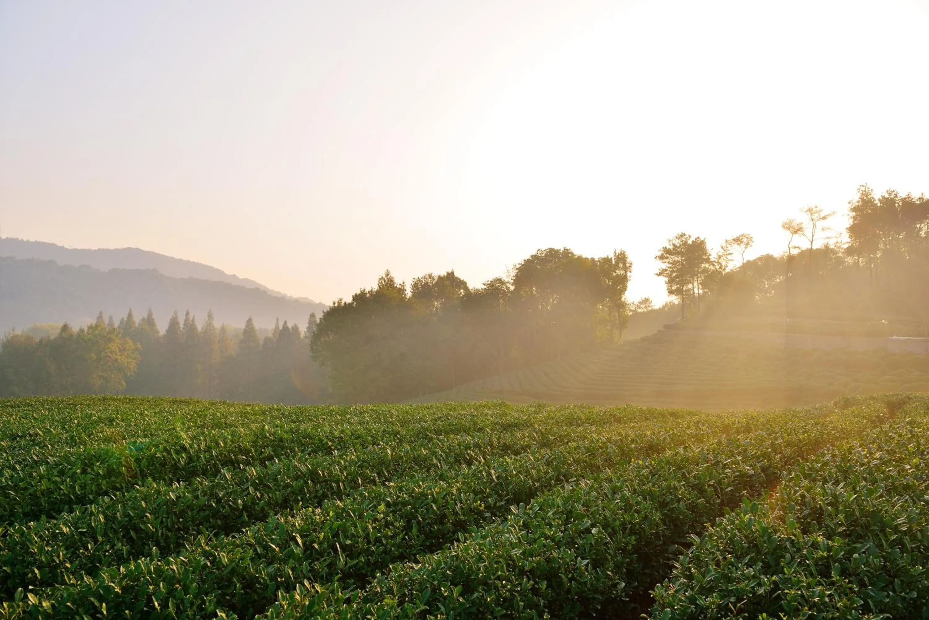 View (from property/room) in Millennium Resort Hangzhou