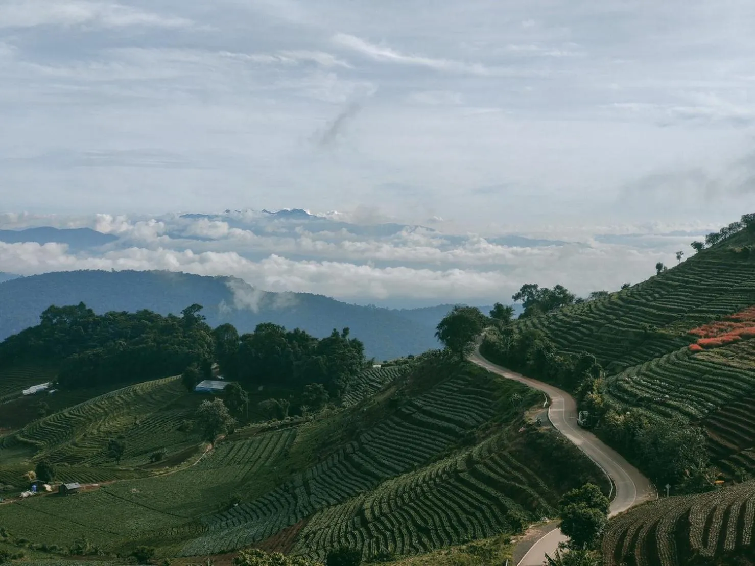 Natural landscape in ม่อนชาพาเพลิน ม่อนแจ่ม Monchapaplearn Monjam