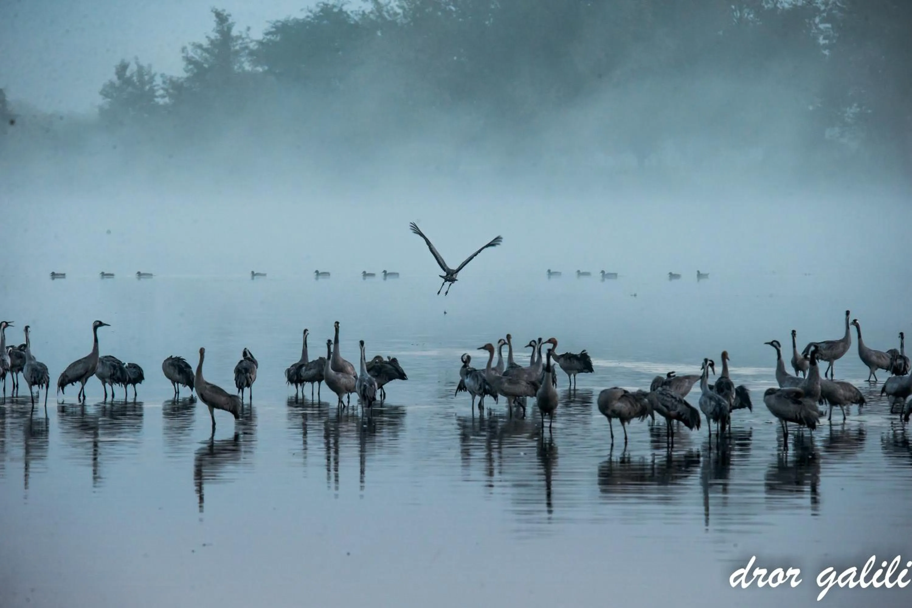 Other in Pastoral Hotel - Kfar Blum
