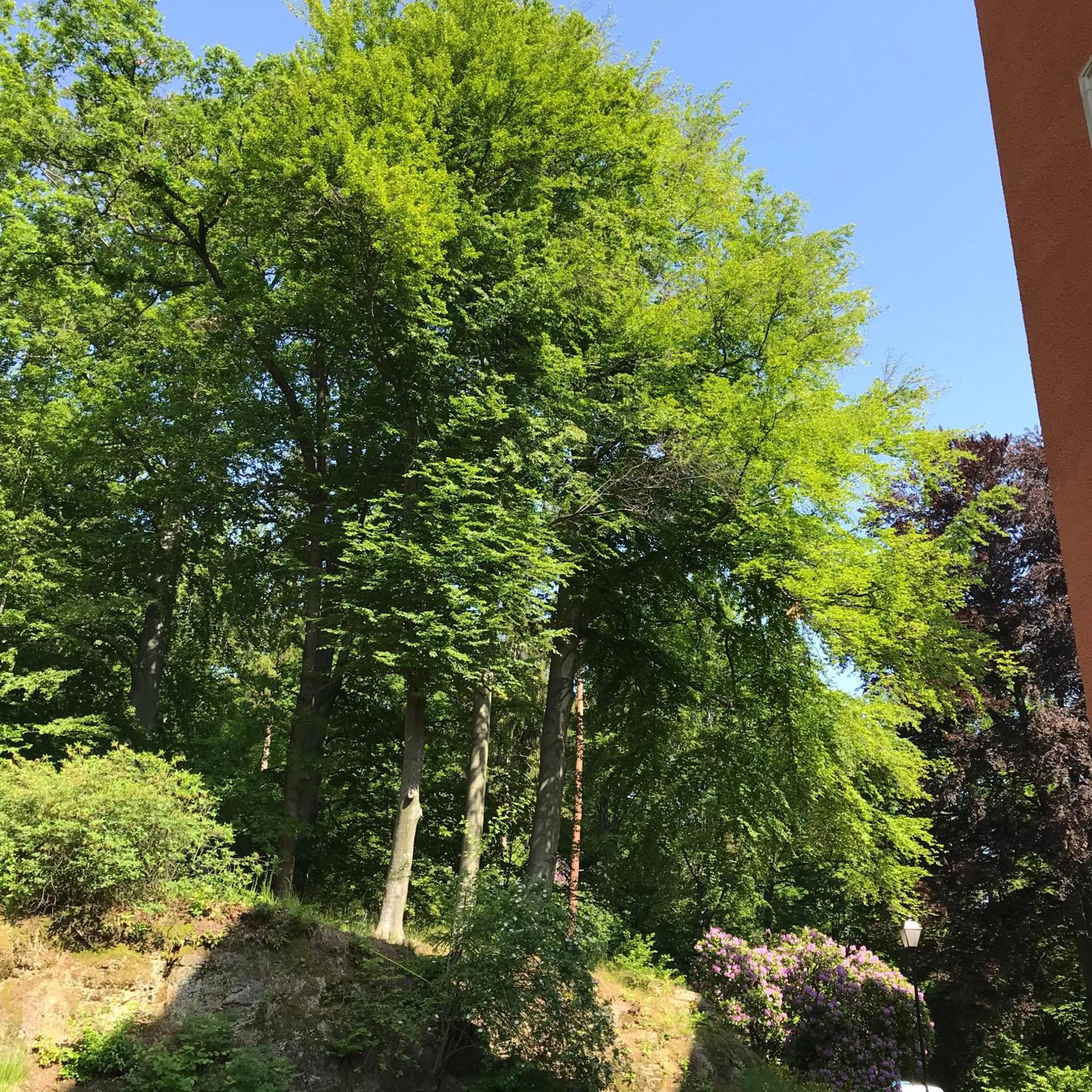 Garden in Pałac Paulinum