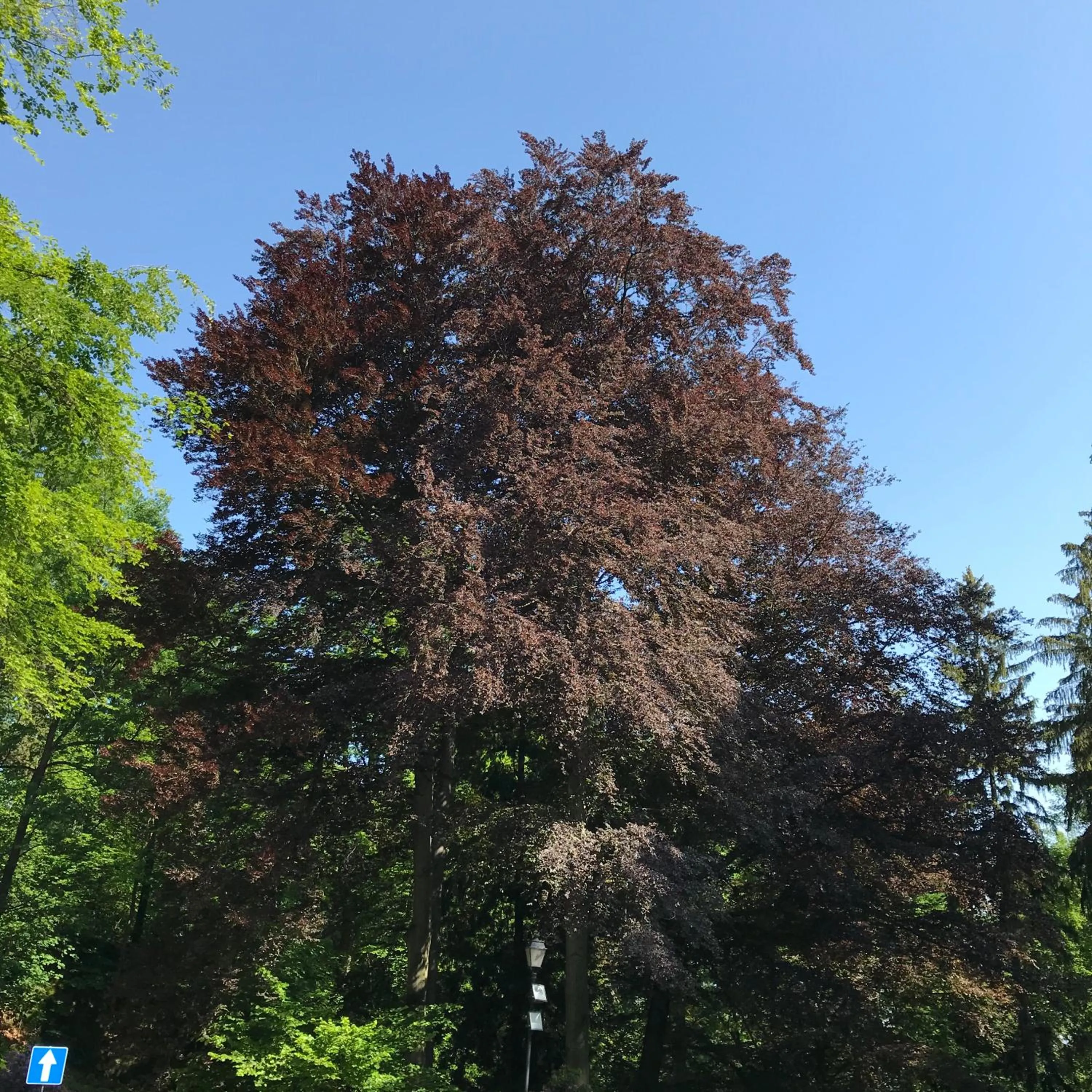 Natural landscape in Pałac Paulinum