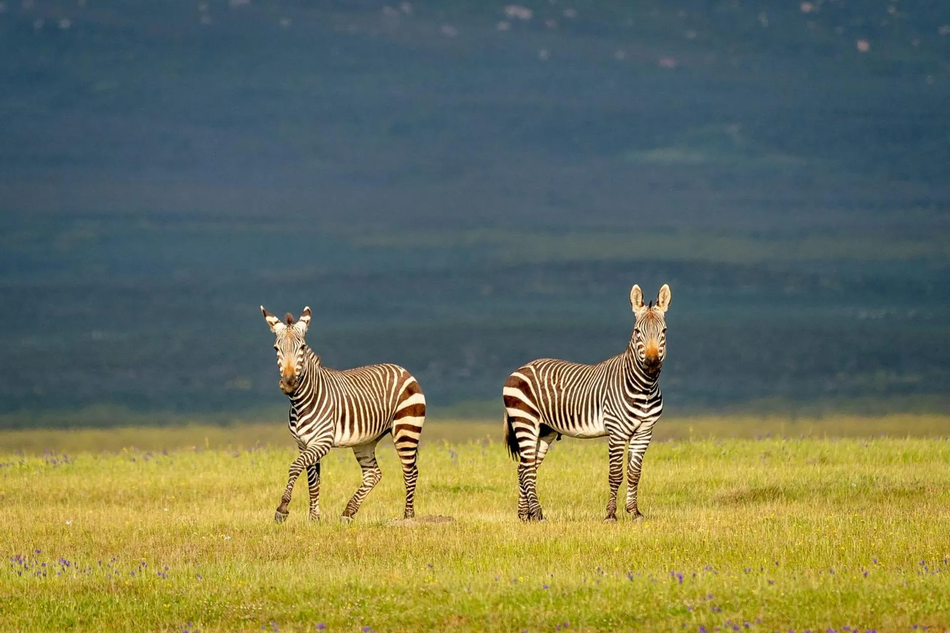 Natural landscape in Bartholomeus Klip Farmhouse