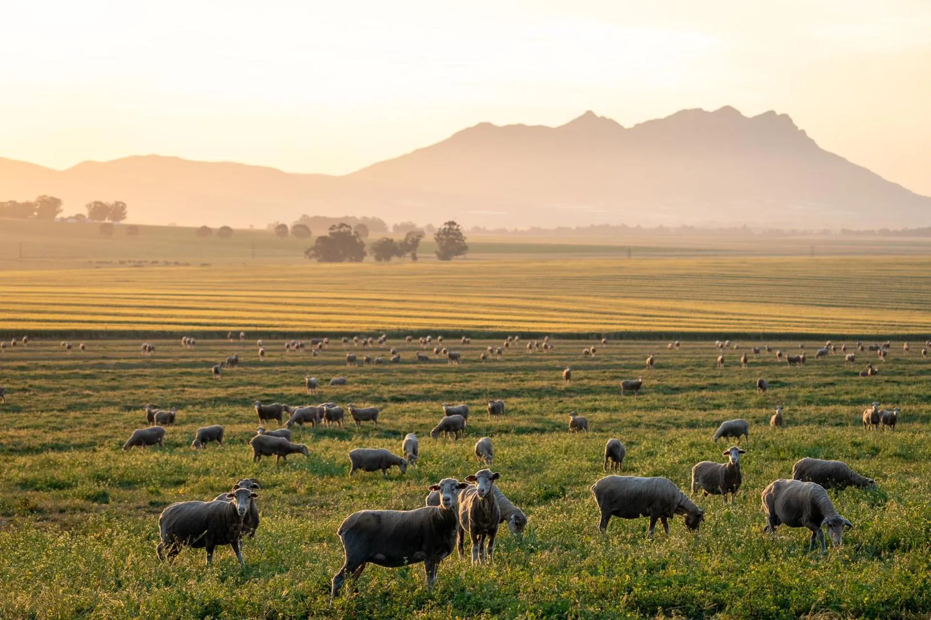 Natural landscape in Bartholomeus Klip Farmhouse
