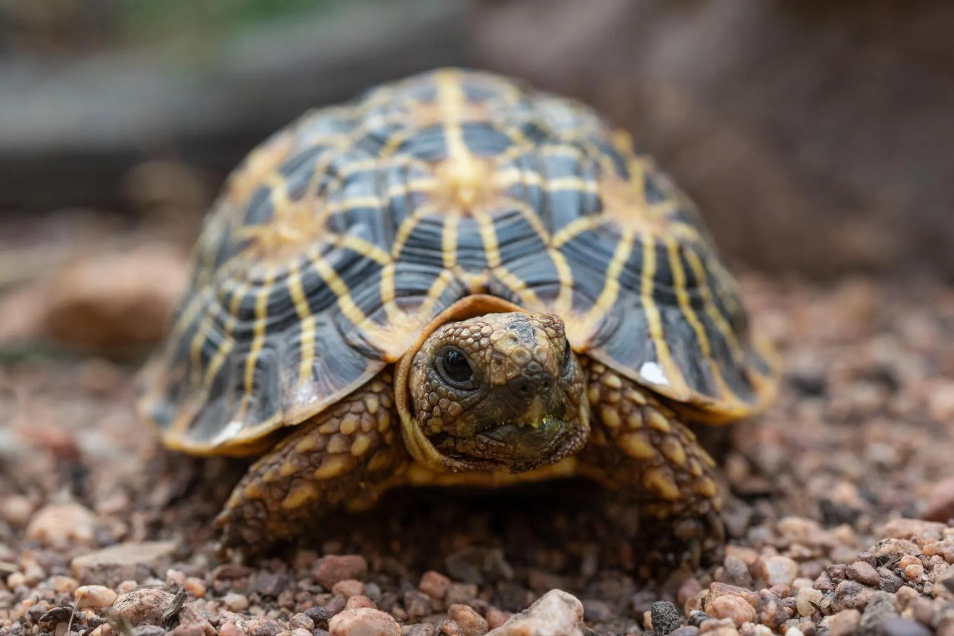 Natural landscape in Bartholomeus Klip Farmhouse