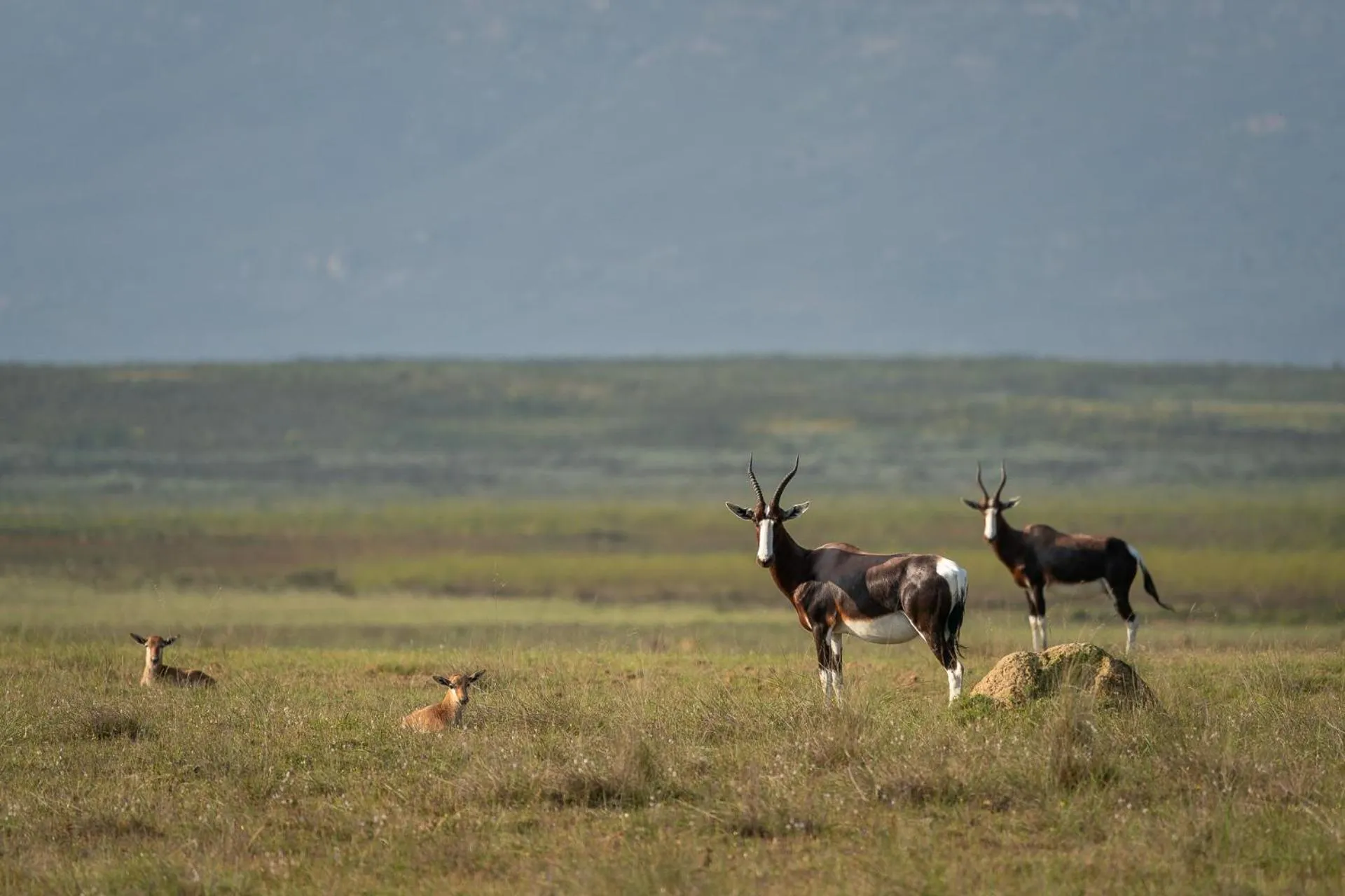Natural landscape in Bartholomeus Klip Farmhouse