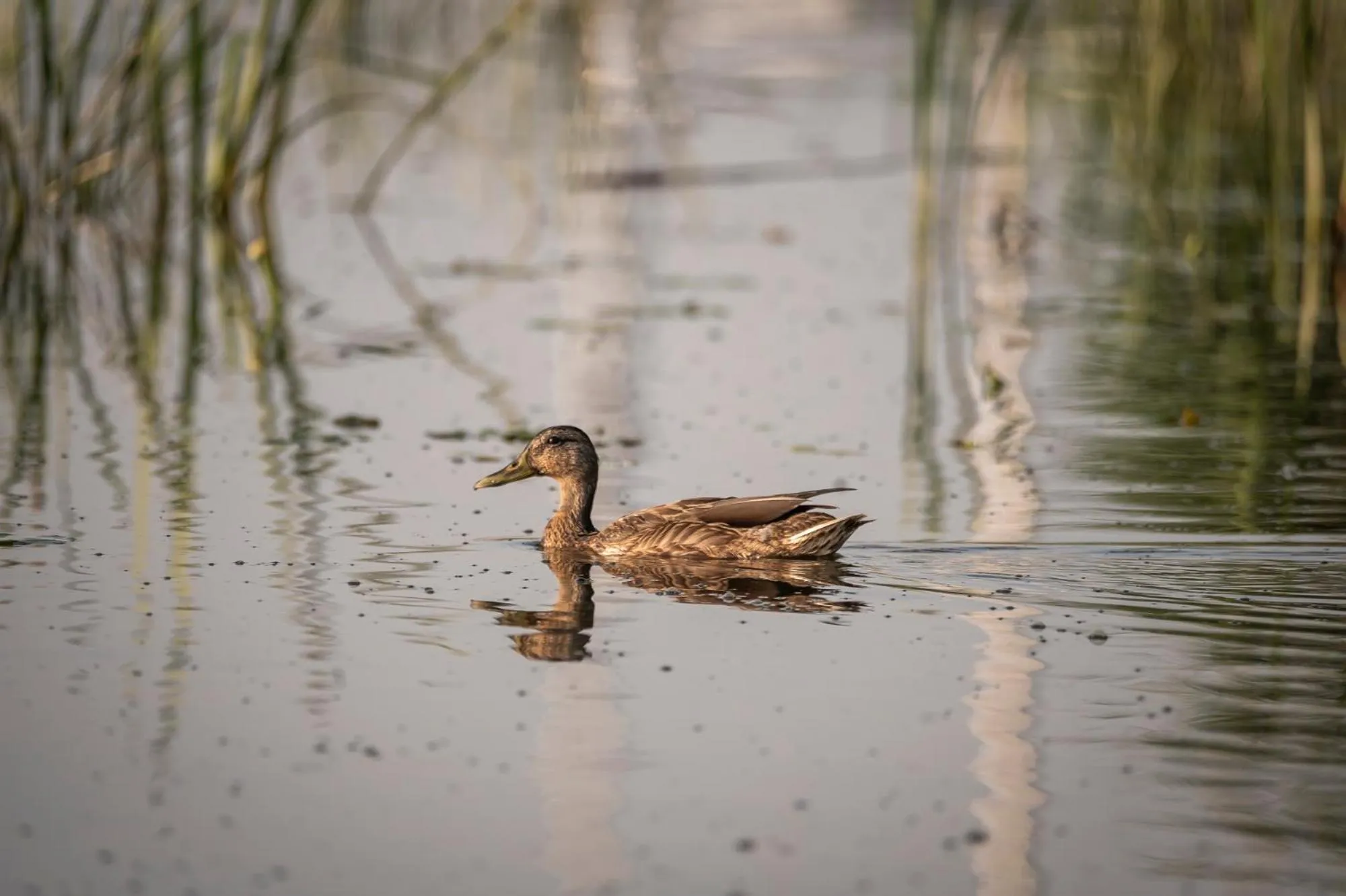 Day in Geovita w Jadwisinie