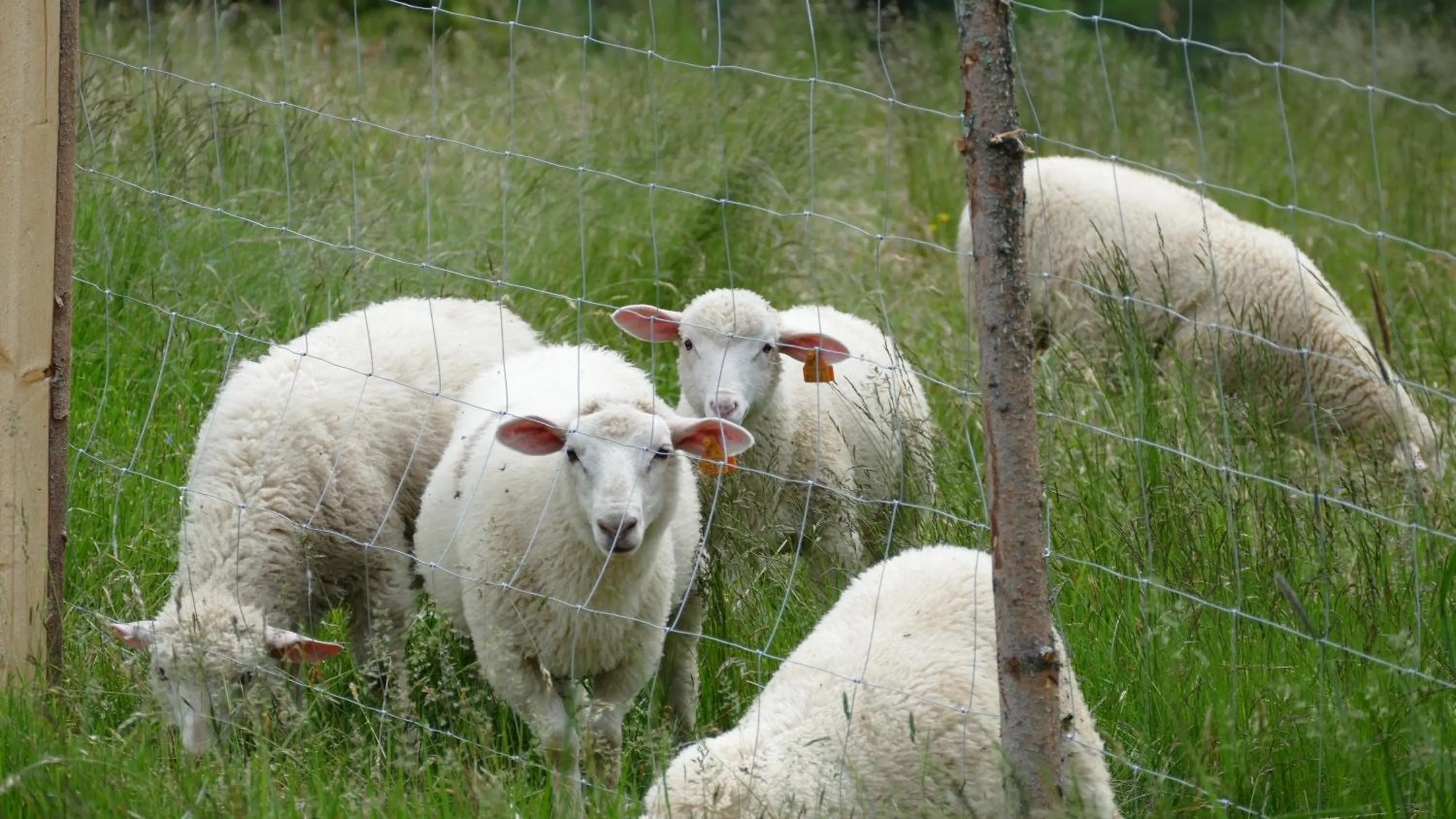 Neighbourhood in Geovita Wisła