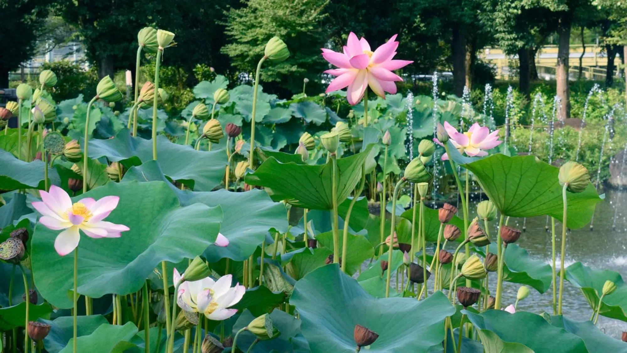 Nearby landmark in Toyoko Inn Tokyo Keio-sen Higashi-fuchu-eki Kita-guchi