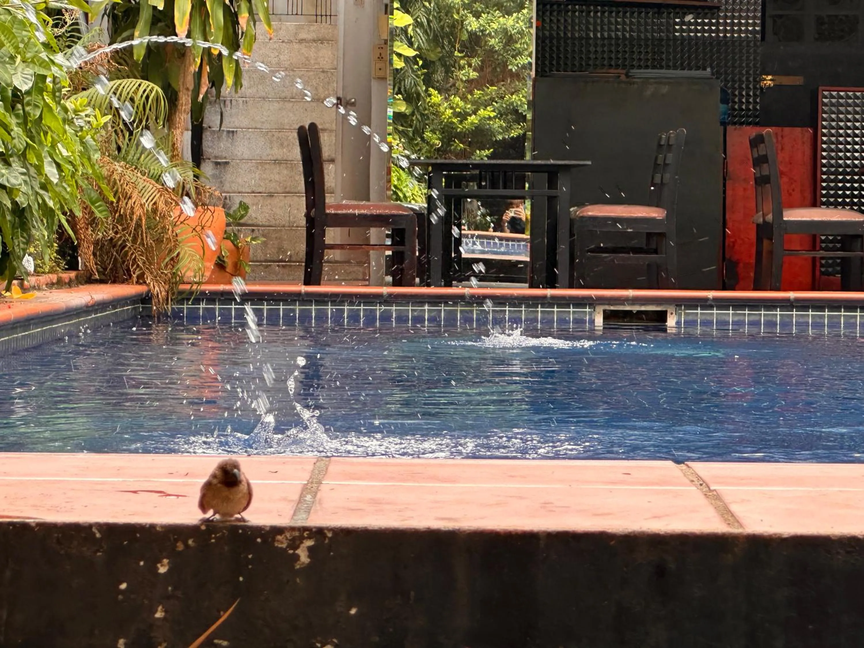 Swimming pool in Birdcage Boutique